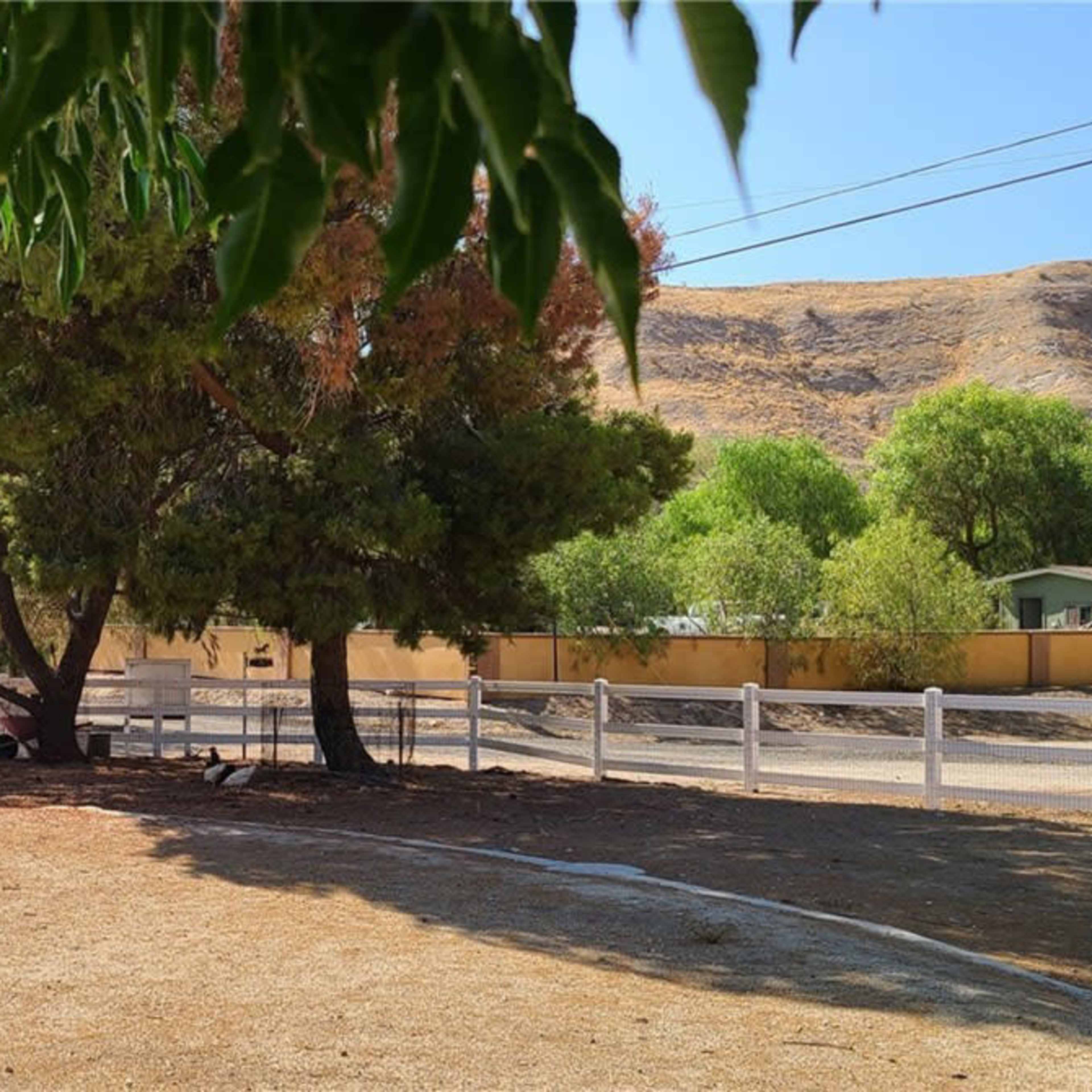 A rural landscape with two large trees, a white fence, and a hill in the background under a clear sky.