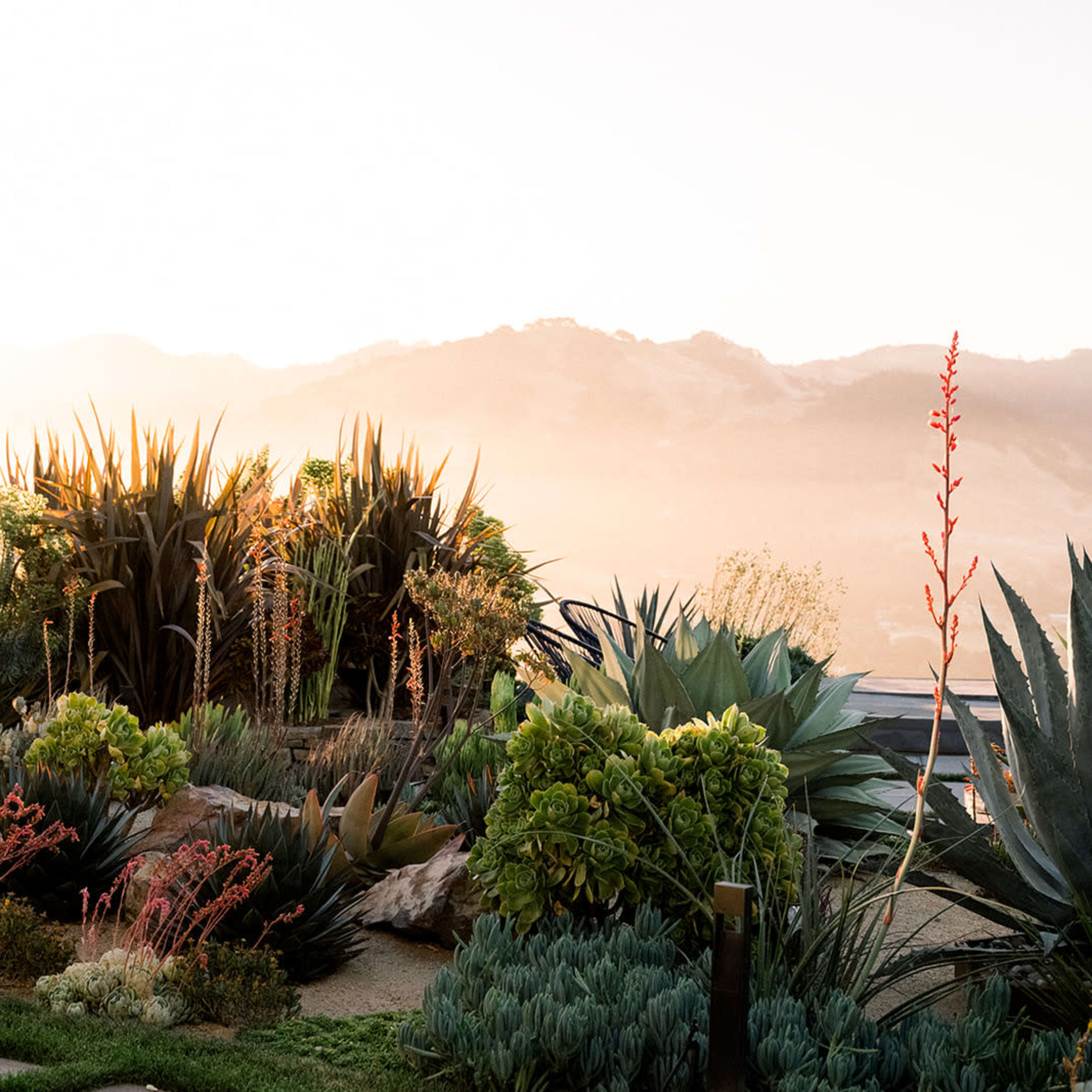 A landscape featuring various succulent plants and cacti against a backdrop of mountains during sunset.