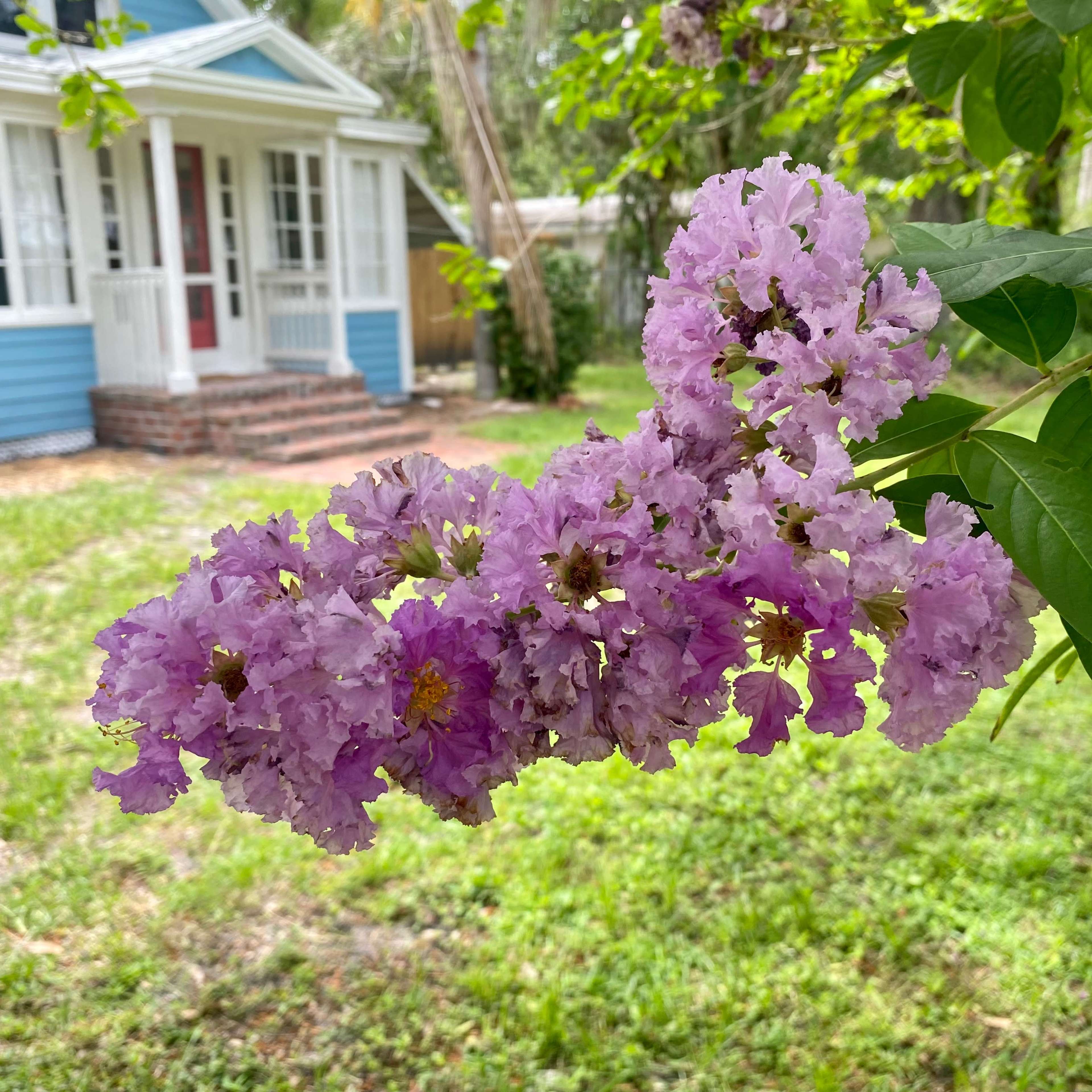 A cluster of pinkish-purple flowers hangs from a green branch in front of a blue house with white trim and a grassy lawn.