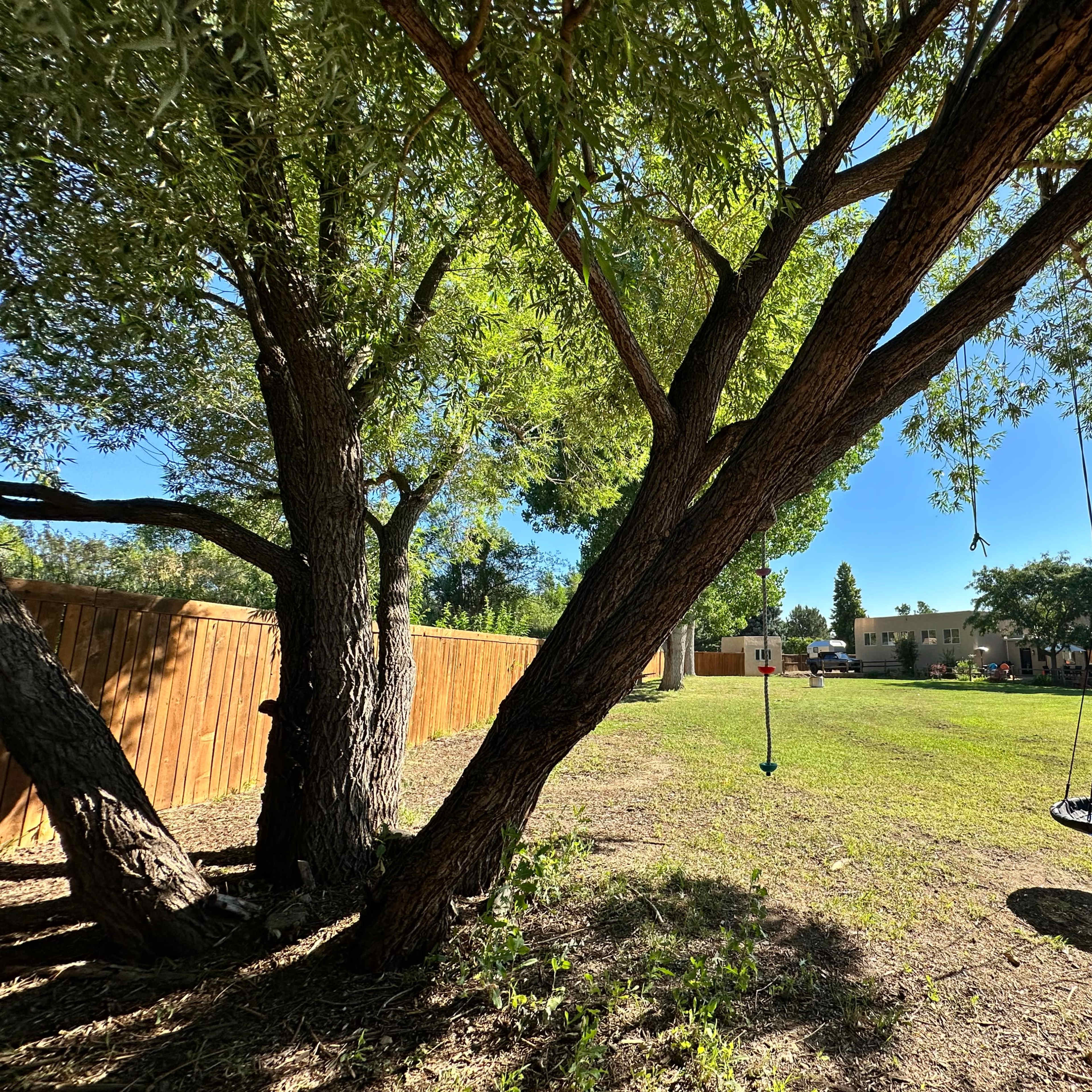 A backyard features two swings hanging from tree limbs, with a grassy area and a wooden fence in the background.