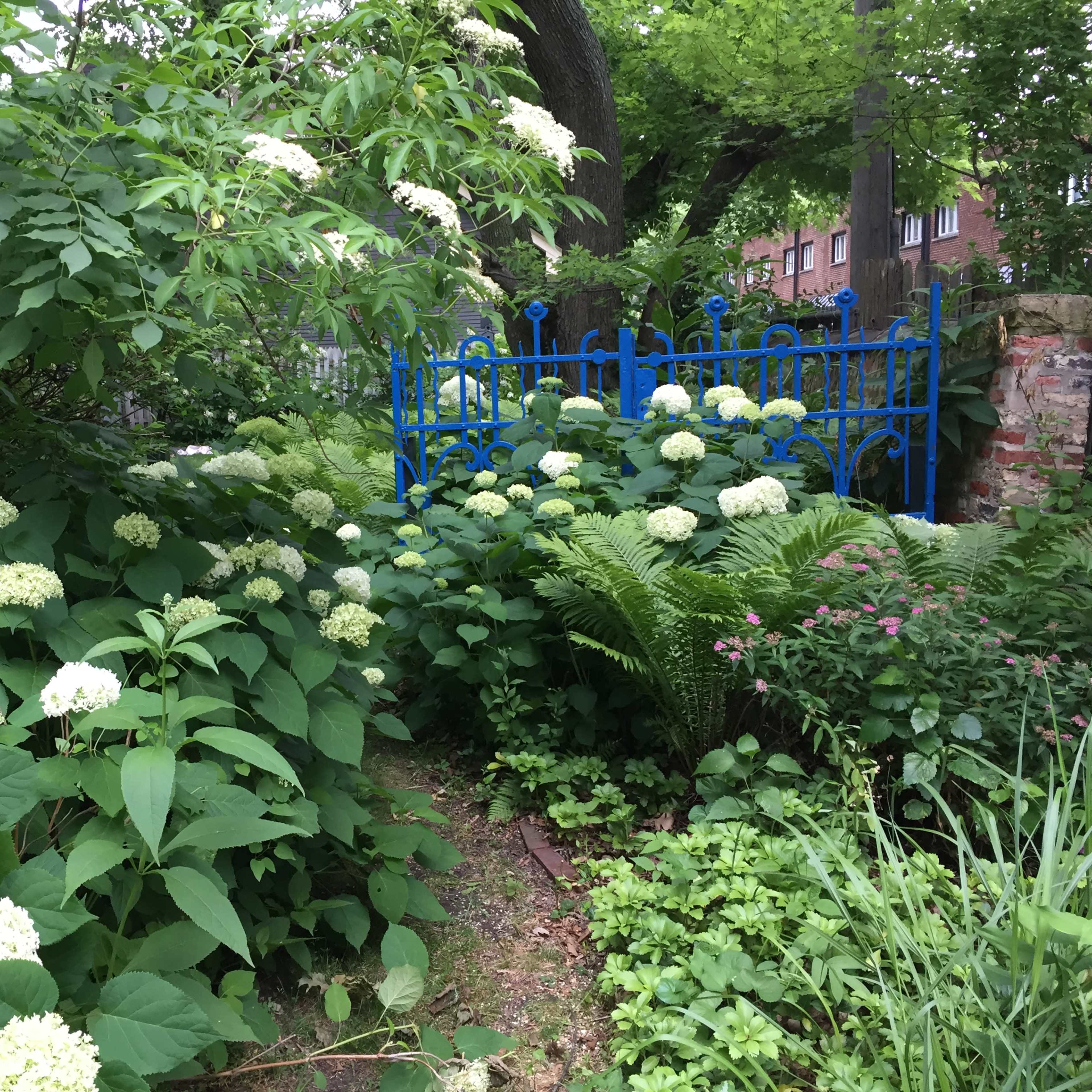 A blue wrought-iron gate is partially visible among lush green foliage and blooming white hydrangeas in a garden.