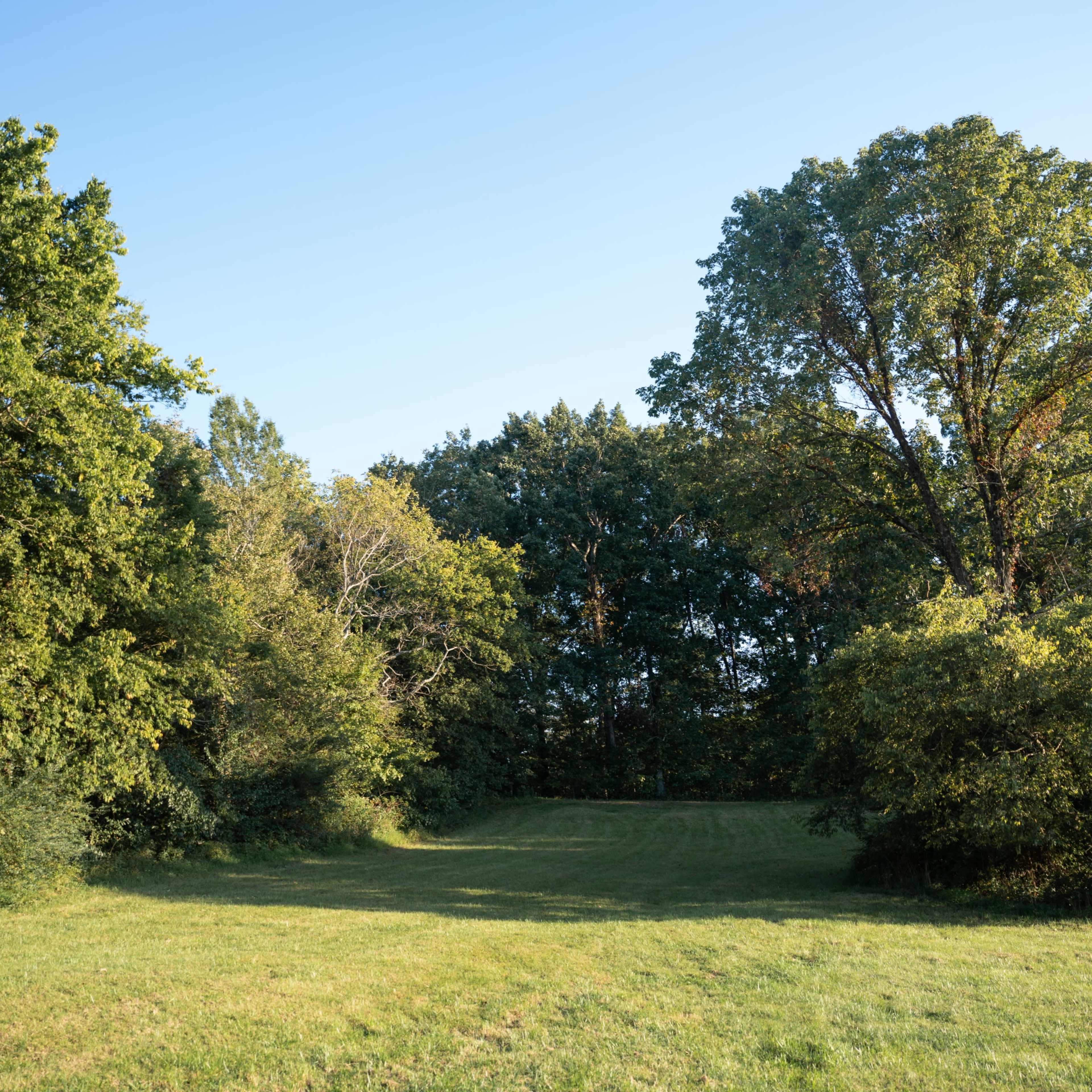 A grassy clearing is bordered by dense trees under a clear blue sky.
