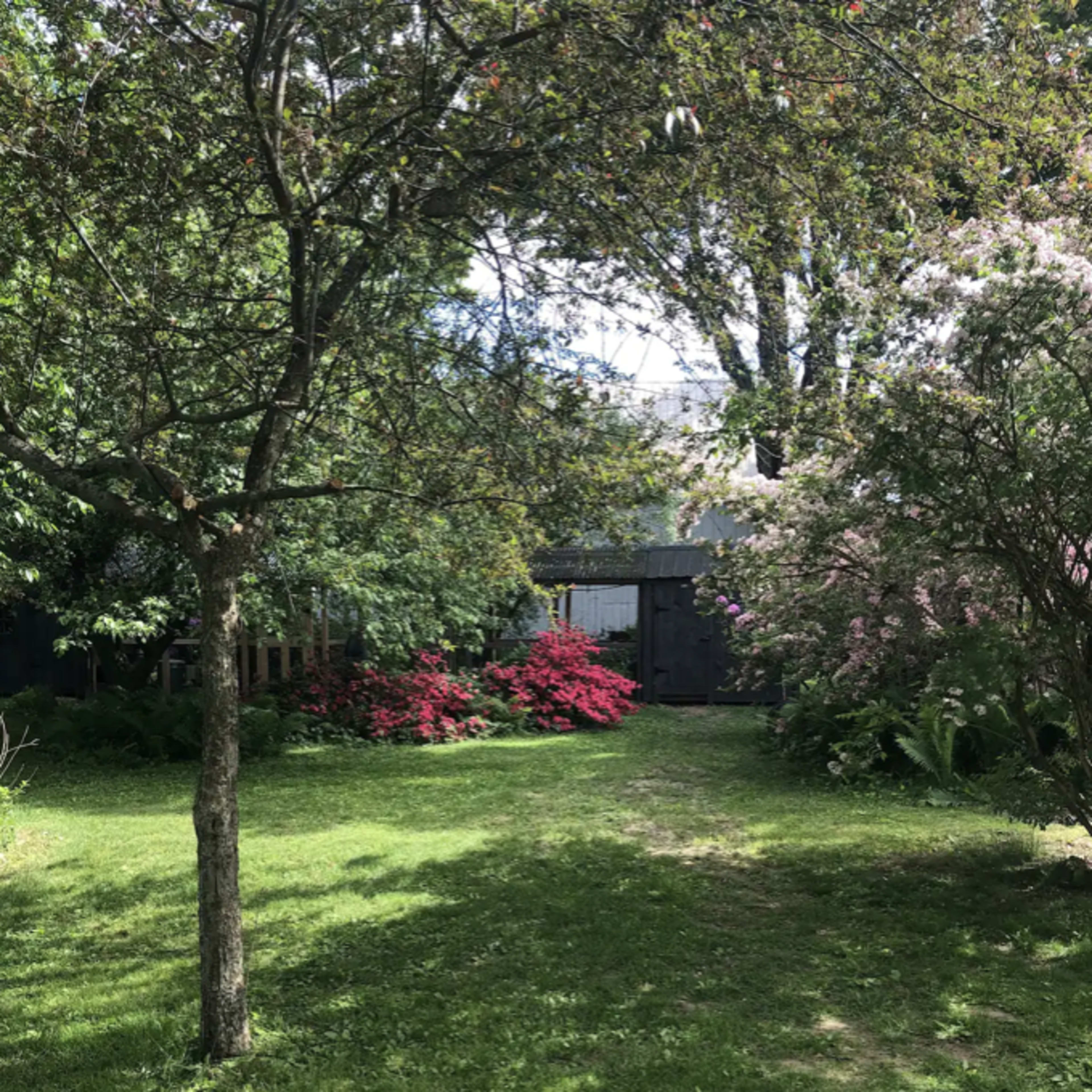 A grassy yard with trees and flowering bushes in the background.