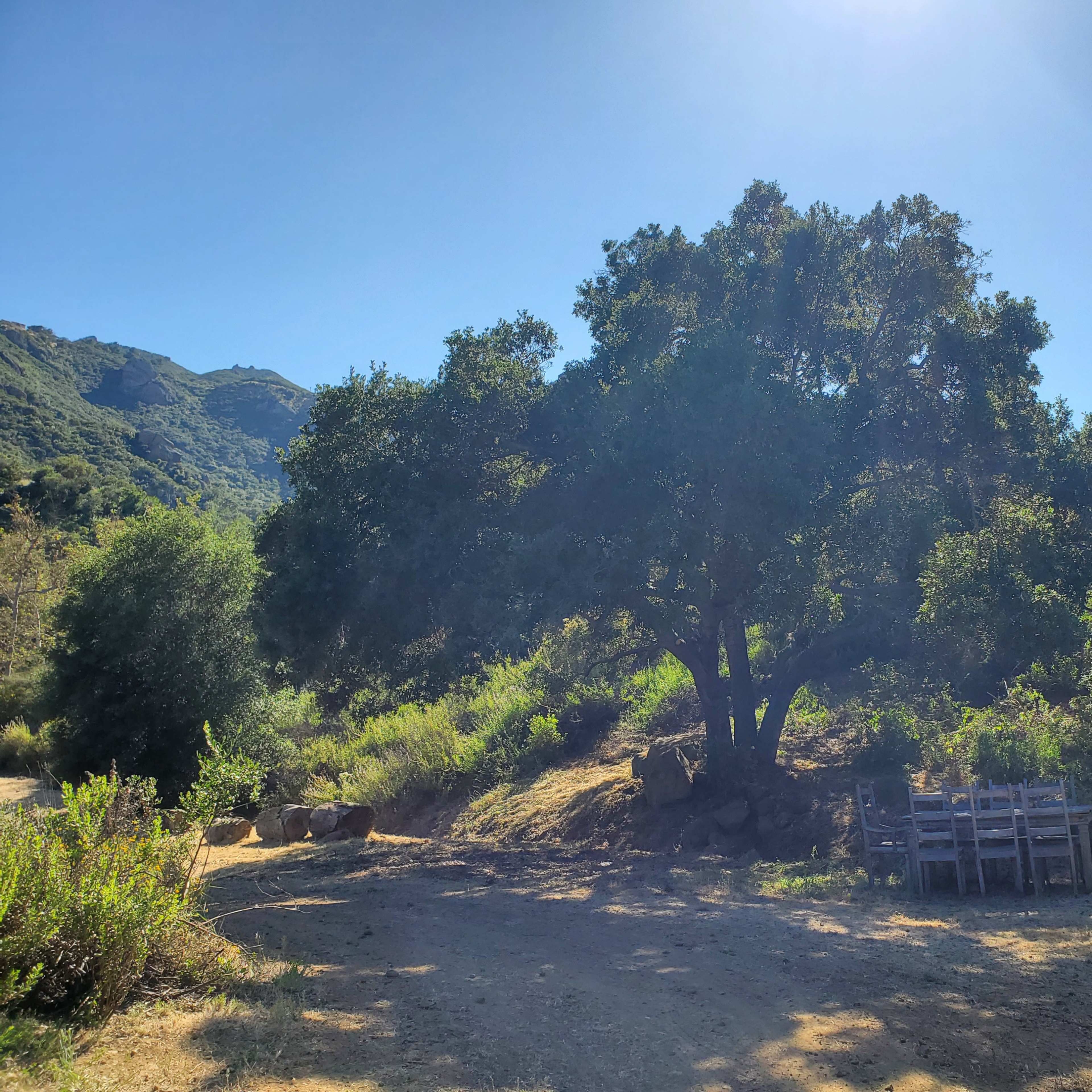 A large tree stands on a dirt path surrounded by greenery, with wooden chairs arranged nearby.