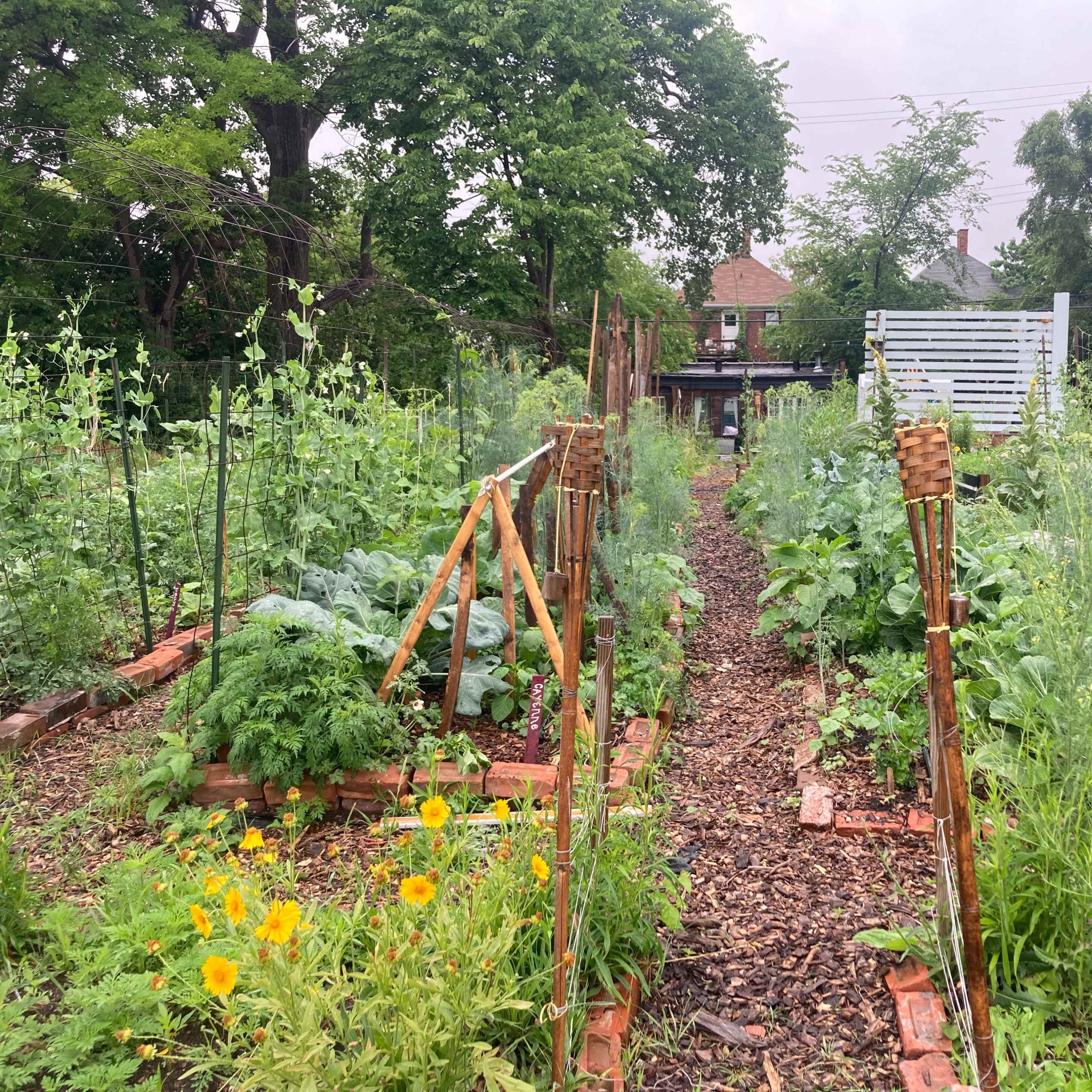 A path lined with vegetable plants and flowers runs through an organized garden with wooden trellises on either side.