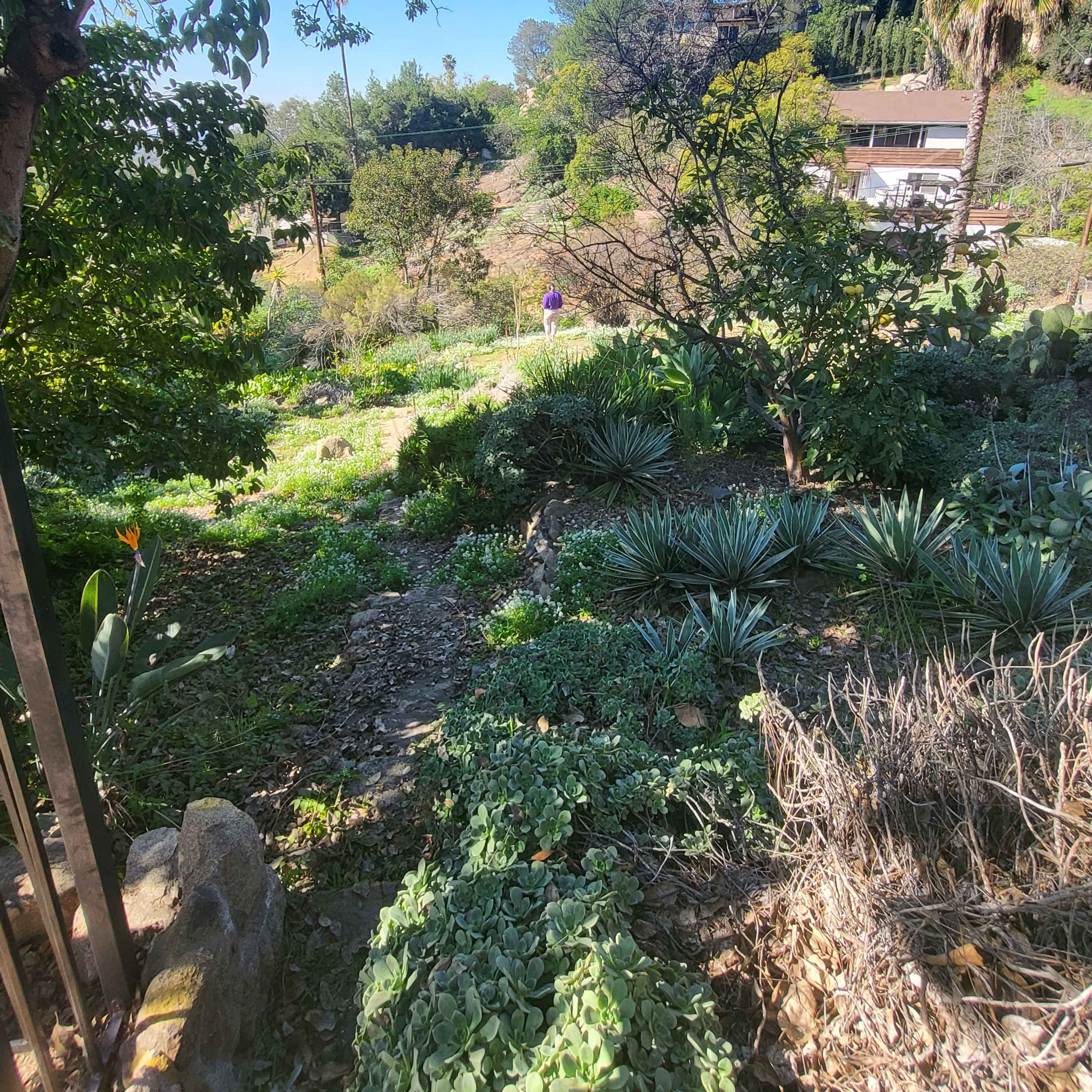 A person walks along a path in a lush garden surrounded by various plants and trees.