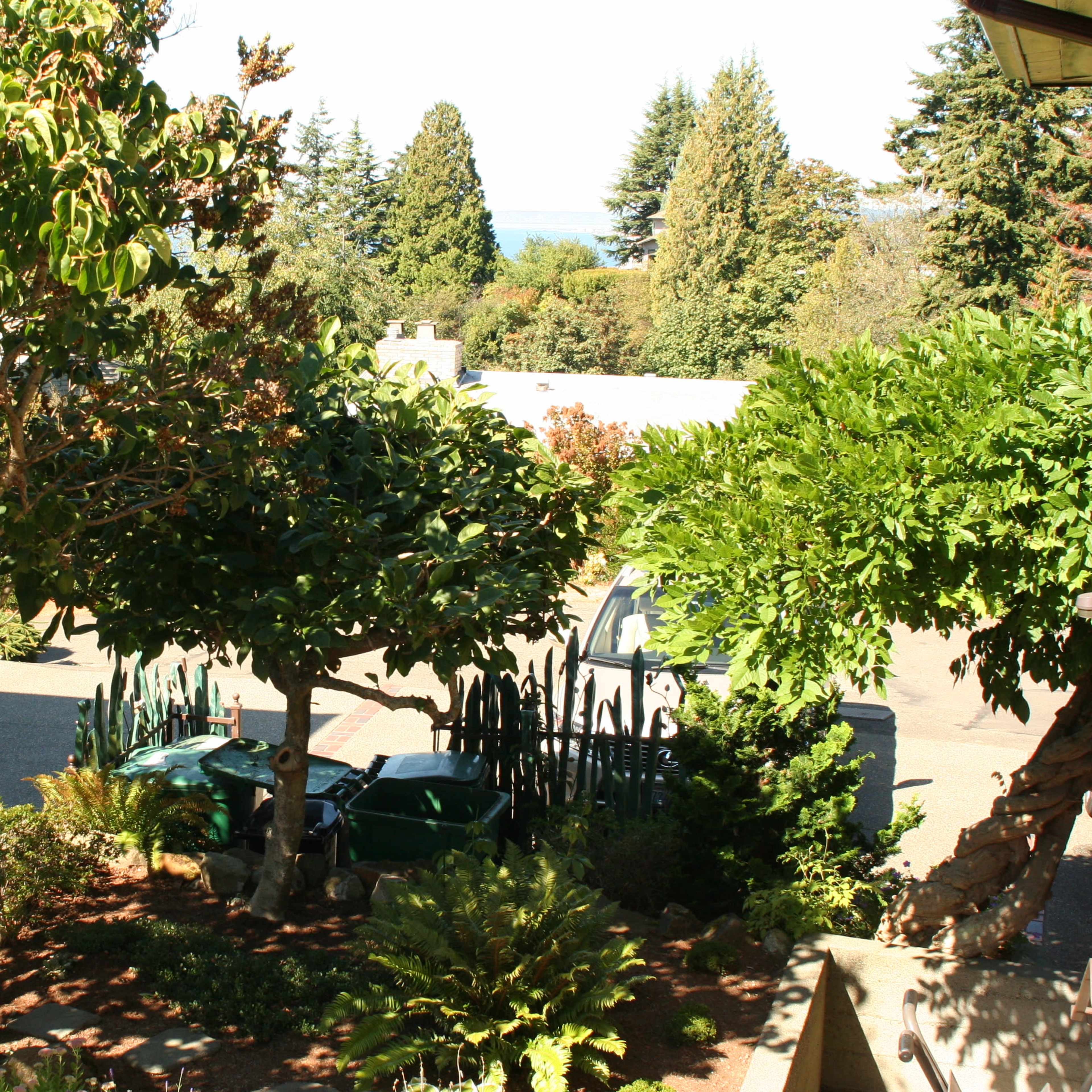 A garden area with trees, bushes, and parked green wheelbarrows, set against a backdrop of tall evergreen trees and a view of distant water.