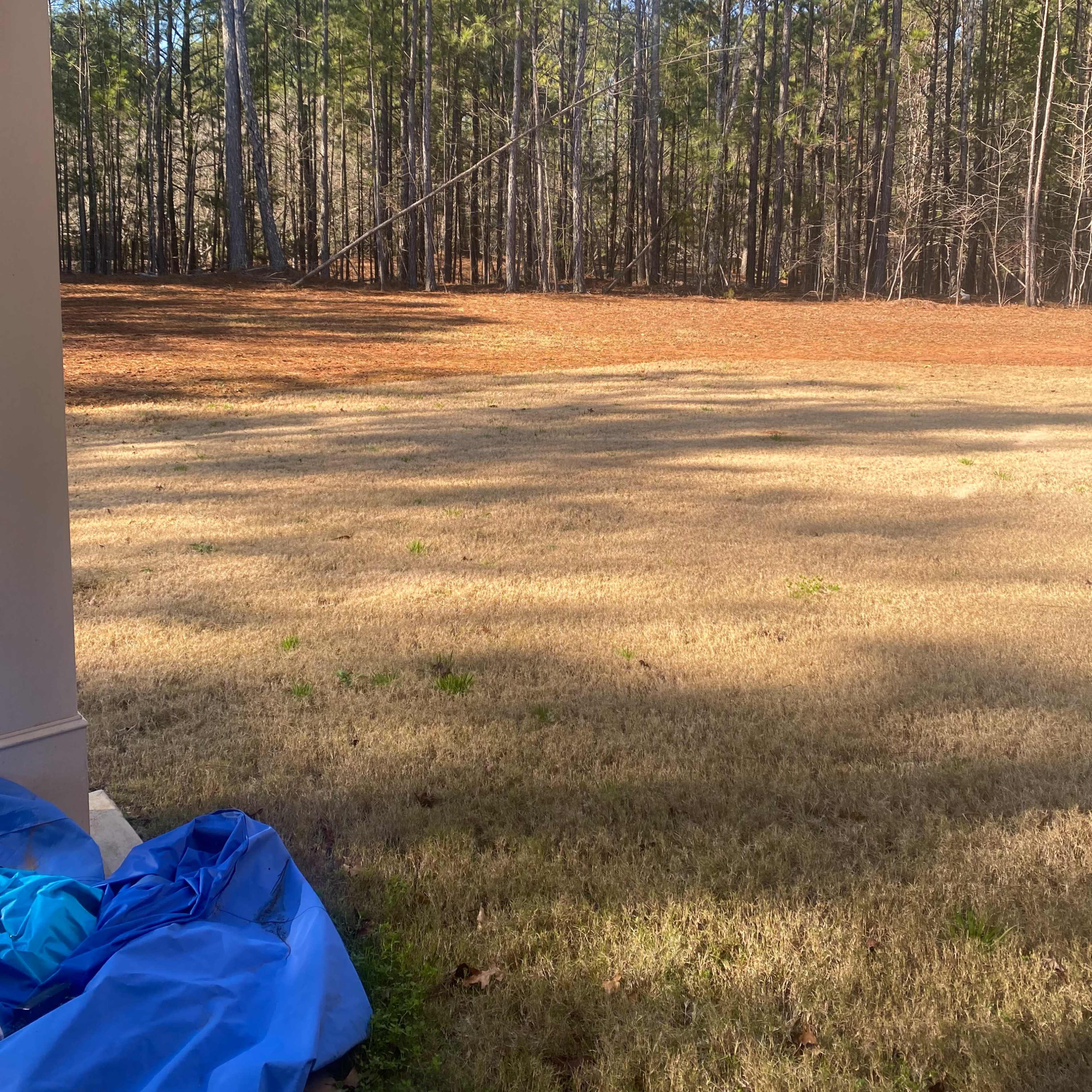 A grassy area with fallen leaves and tall trees in the background, under a clear blue sky.