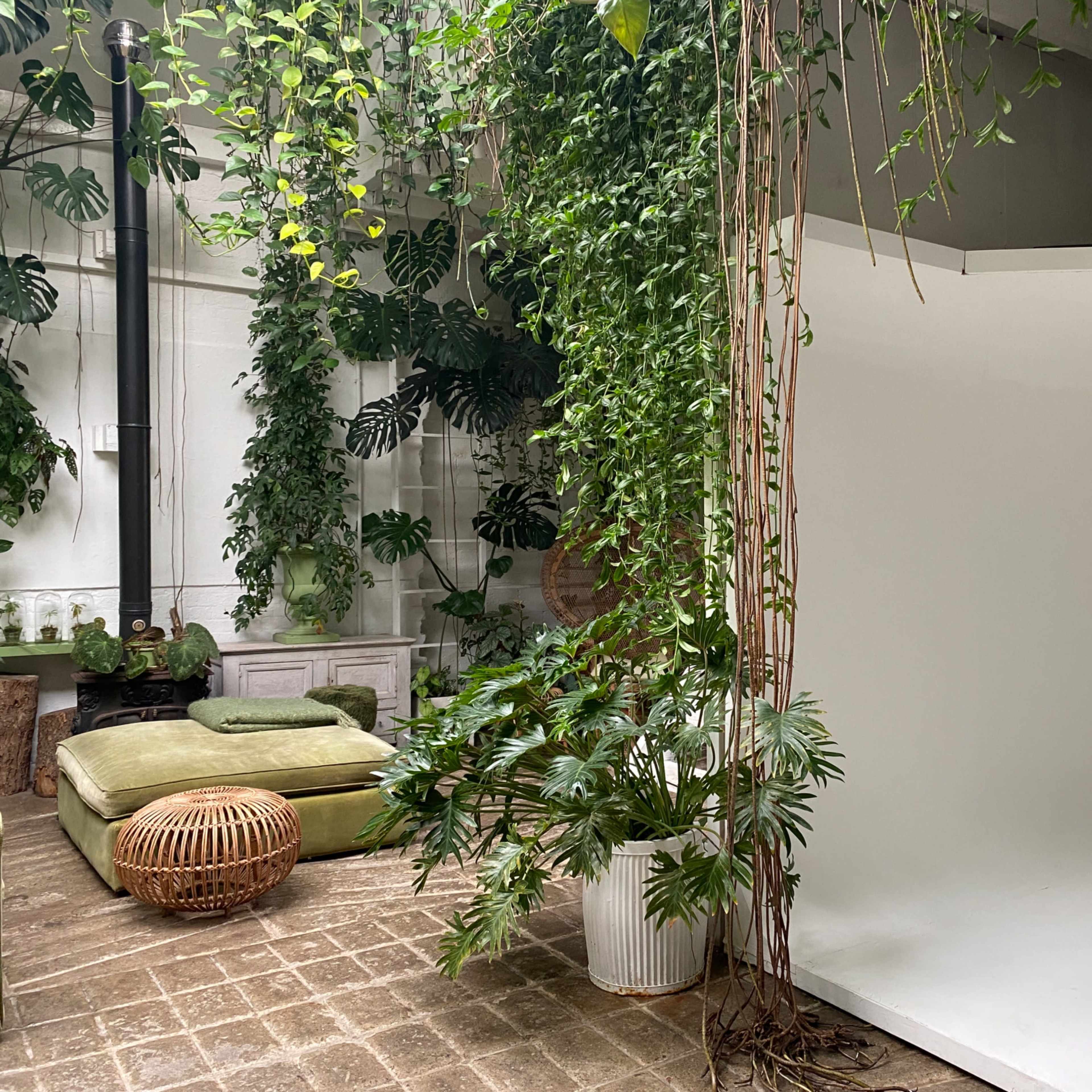 An indoor space with a white backdrop, lush green plants, and a seating area featuring a green cushion and a woven basket.