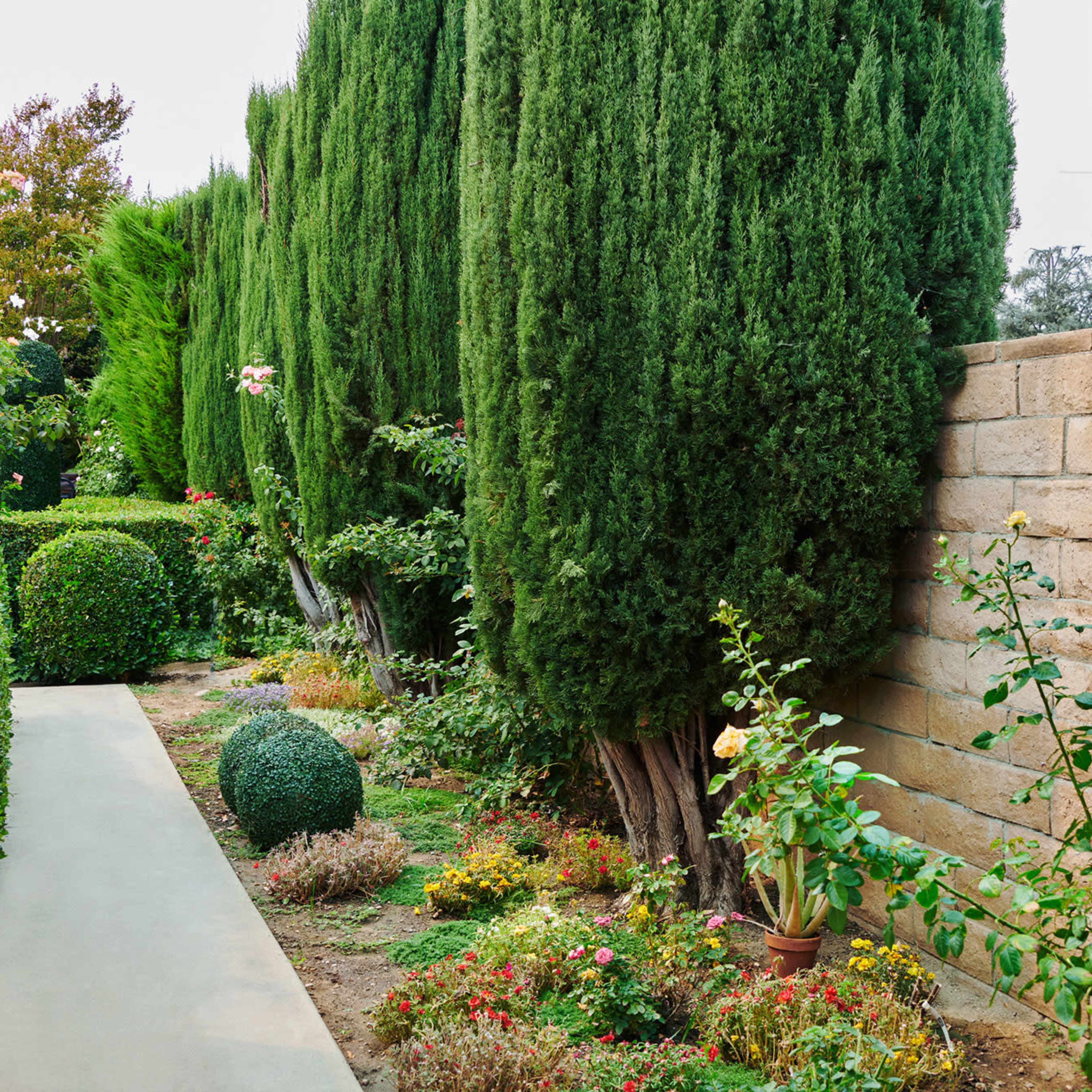 A walkway bordered by neatly trimmed hedges and tall conifer trees leads through a garden filled with various flowers and shrubs.