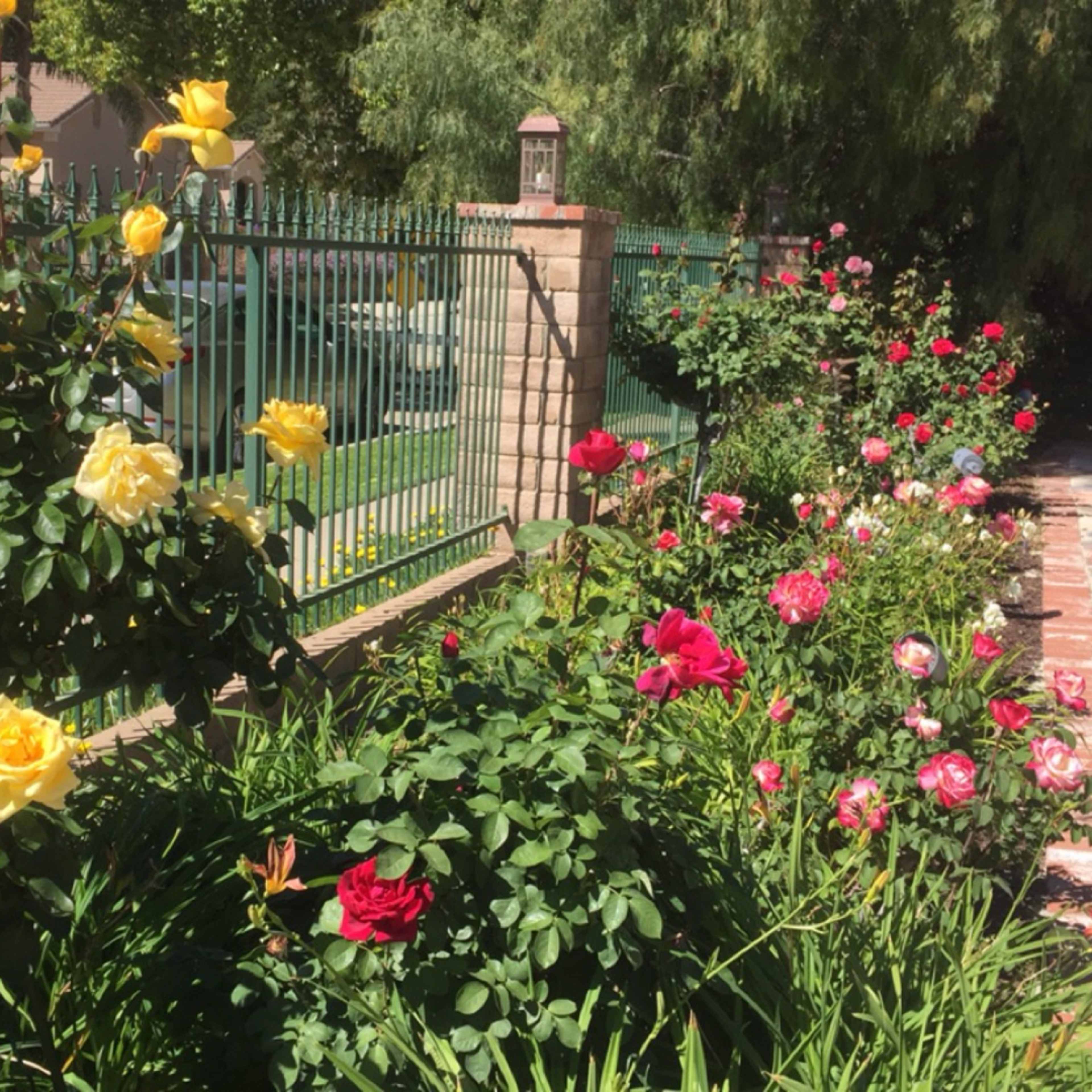 A row of yellow and pink roses blooms along a stone pathway beside a green fence.
