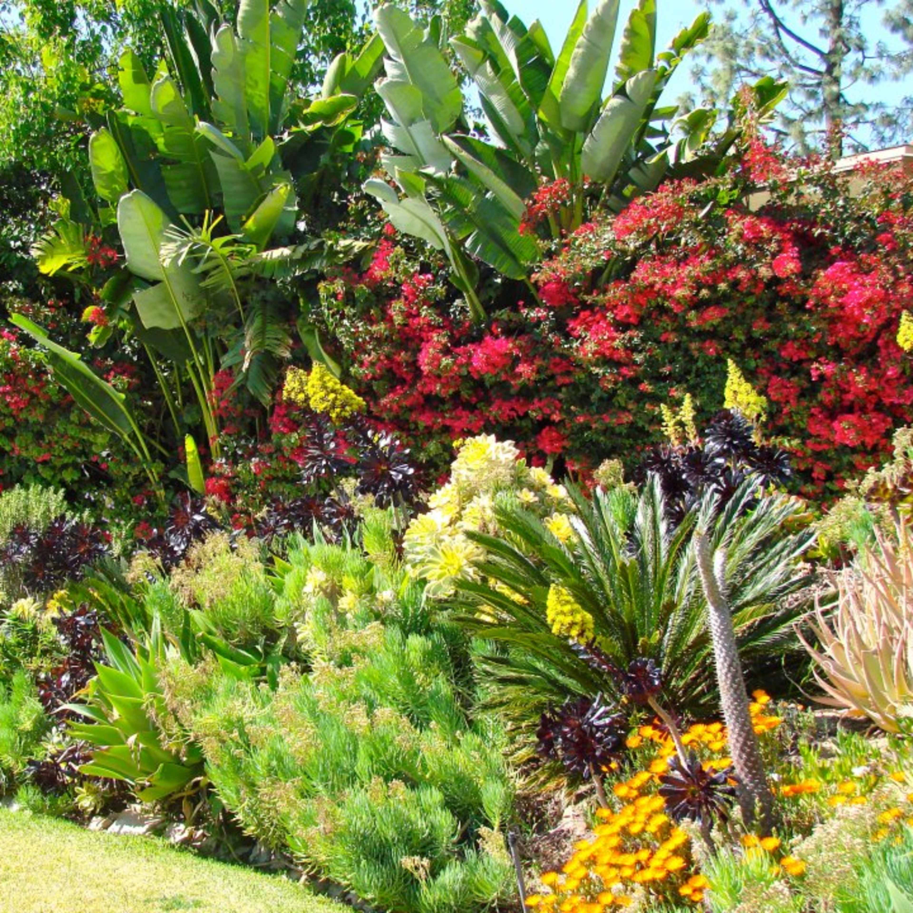 A vibrant garden filled with various plants, including tropical palm trees, flowering bushes, and succulents.