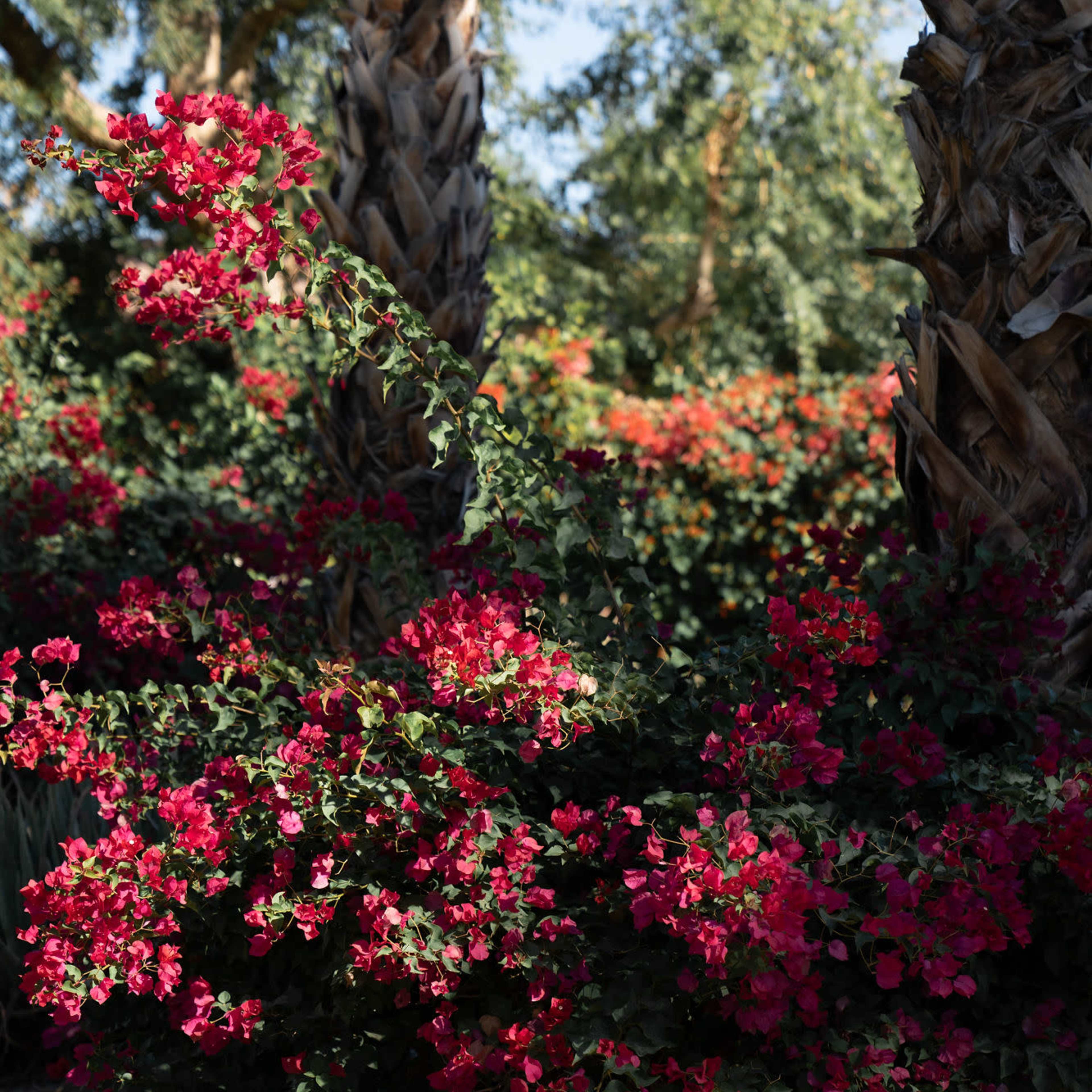 A vibrant display of pink bougainvillea blooms is set against the backdrop of palm trees.