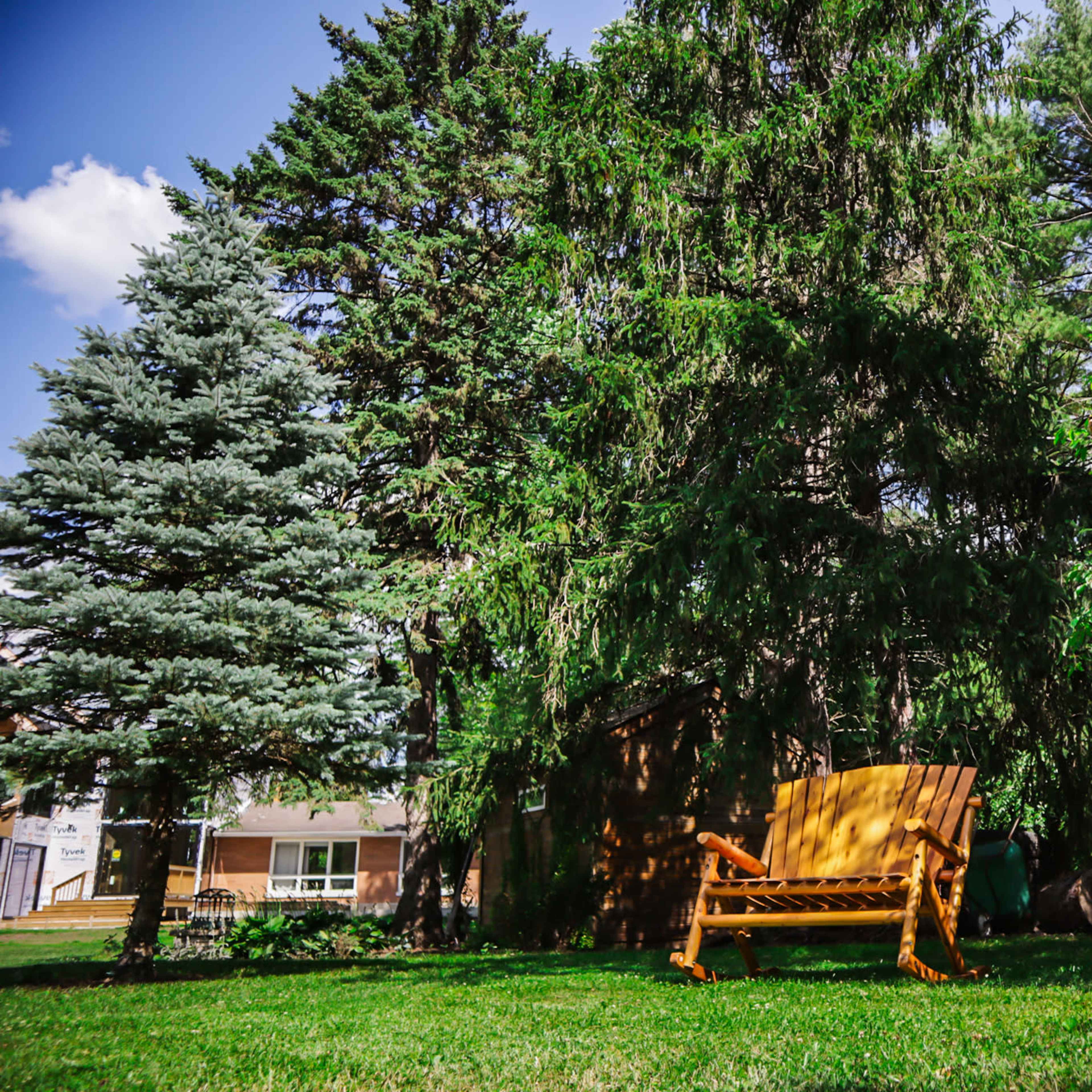 A wooden bench sits on grass under tall trees in a yard with a house visible in the background.
