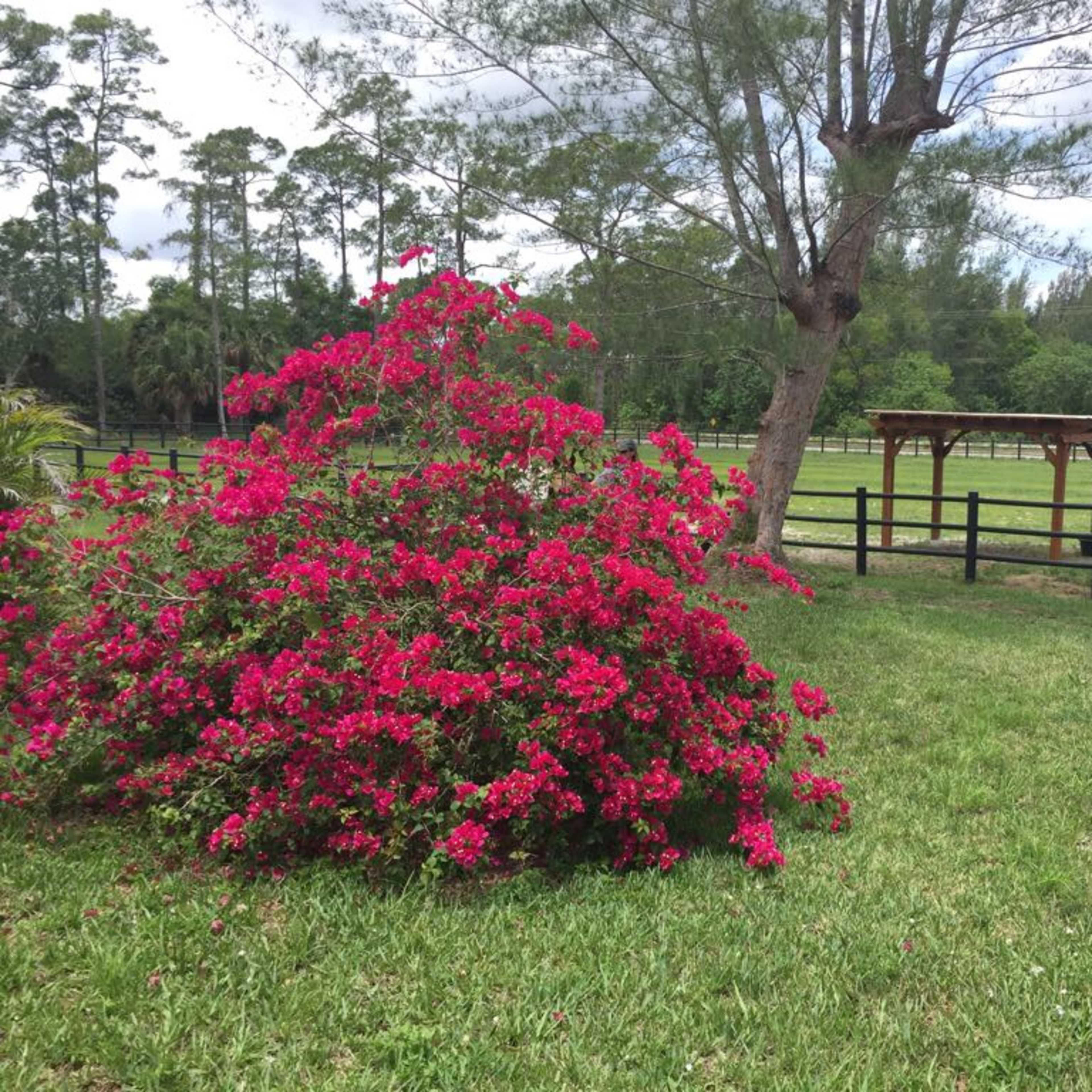 A vibrant pink bougainvillea bush is in the foreground of a green lawn, with a wooden gazebo and a fenced field visible in the background.