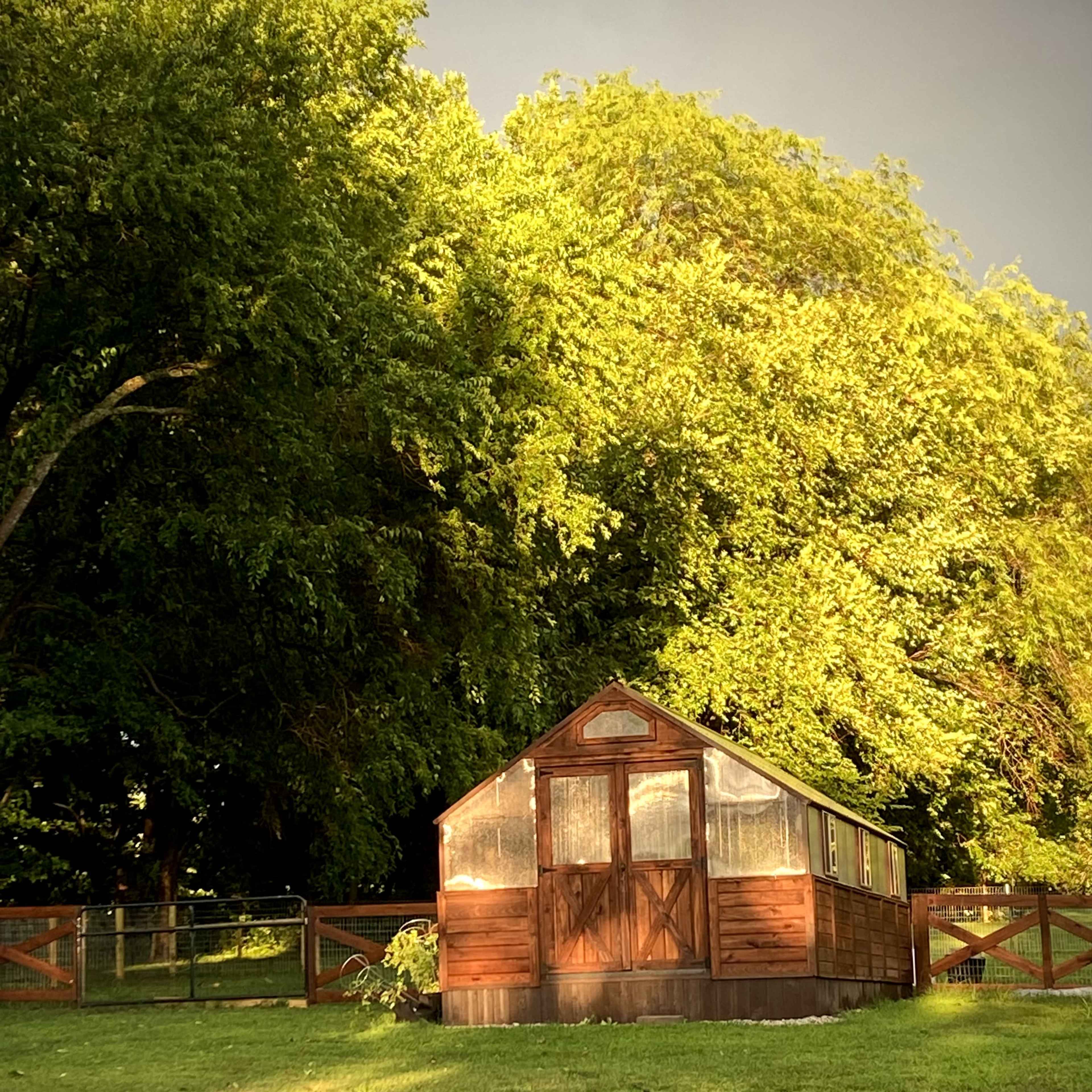 A wooden greenhouse stands in a grassy area surrounded by large trees.