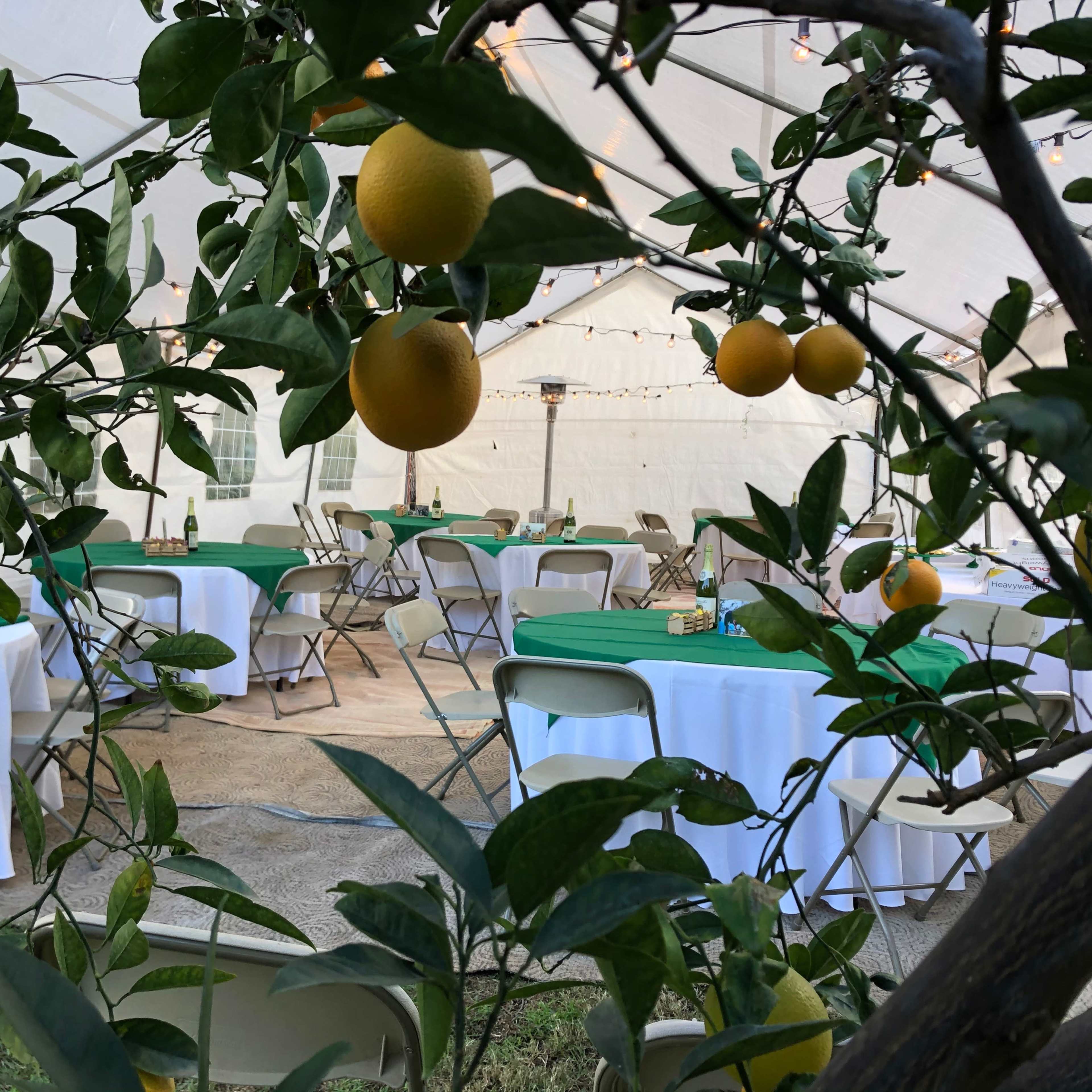 A decorated tent with green and white tables is set up outdoors, surrounded by a citrus tree bearing oranges.