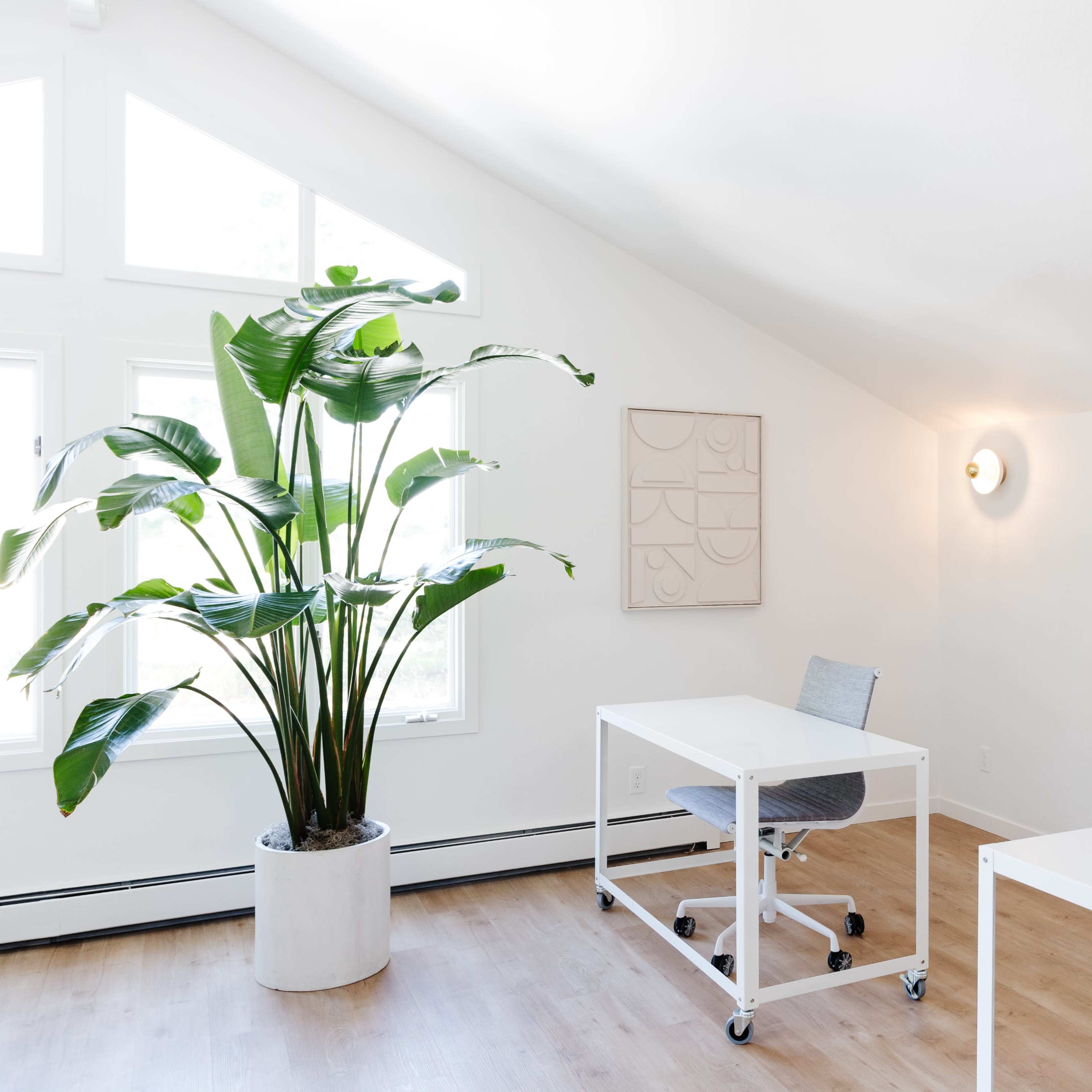 A minimalistic office space features two white desks, a chair, and a large potted plant beside a window, offering ample natural light.
