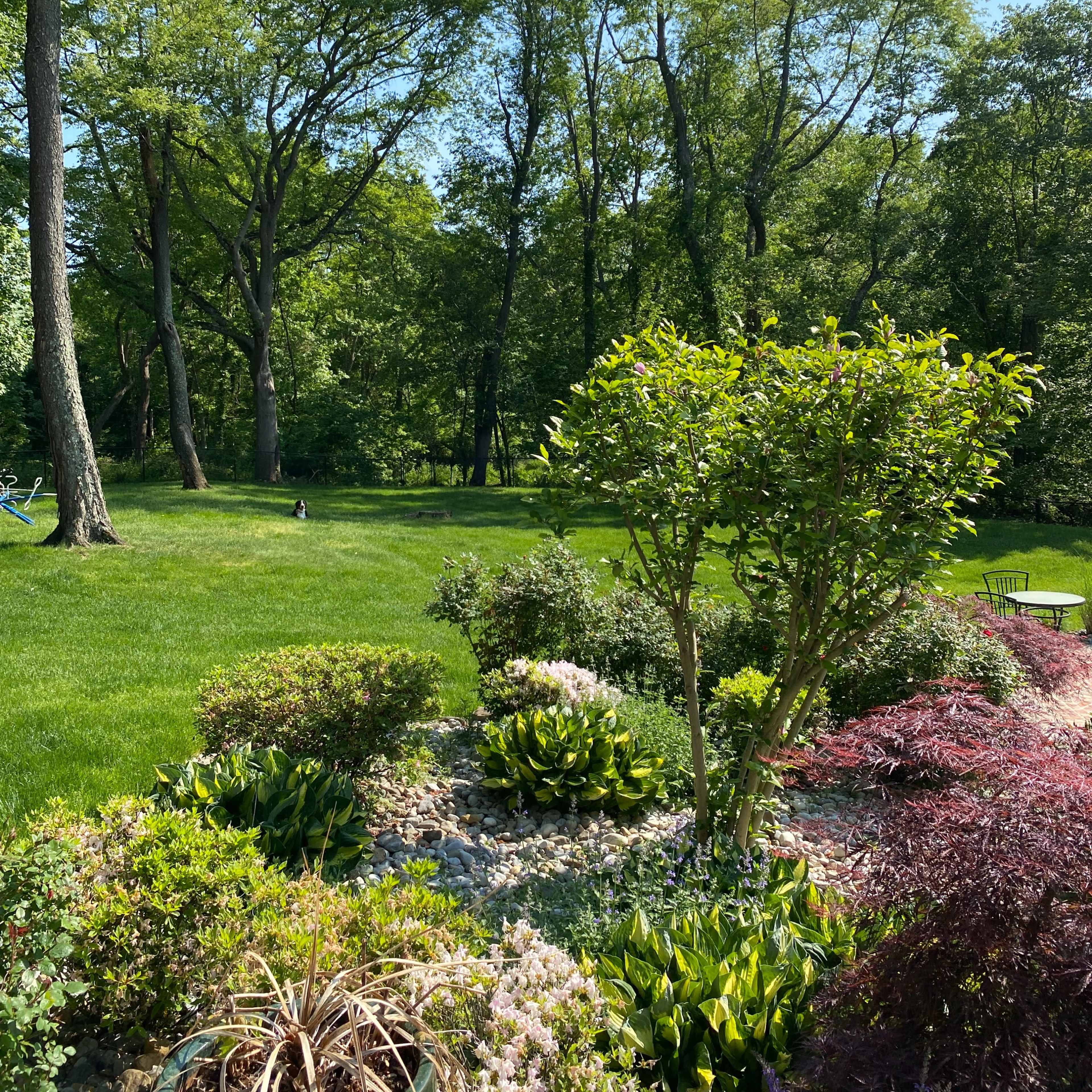 A landscaped yard featuring various shrubs and flowers with tall trees in the background under a clear blue sky.