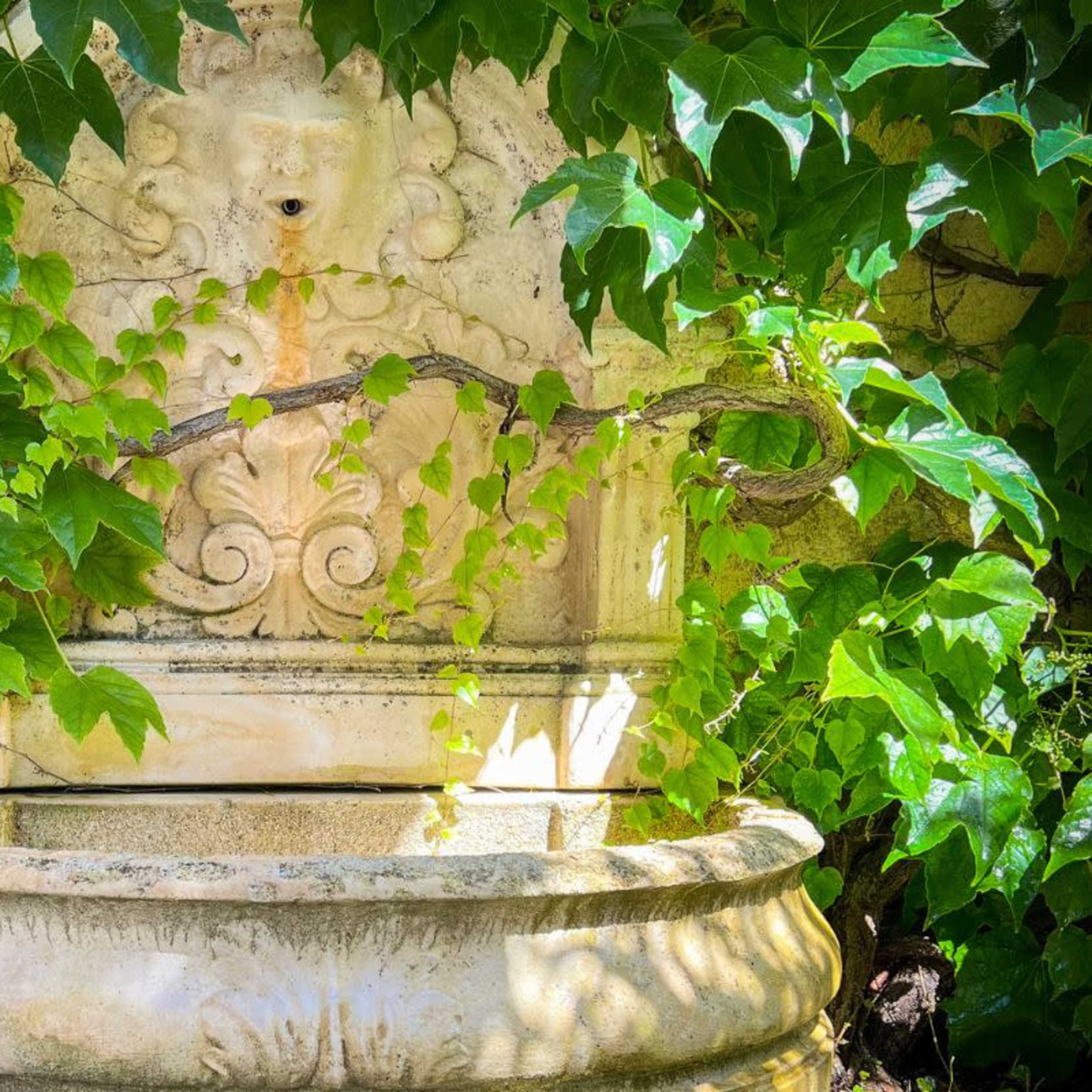 A stone fountain, adorned with a carved design, is surrounded by lush green ivy and vines.