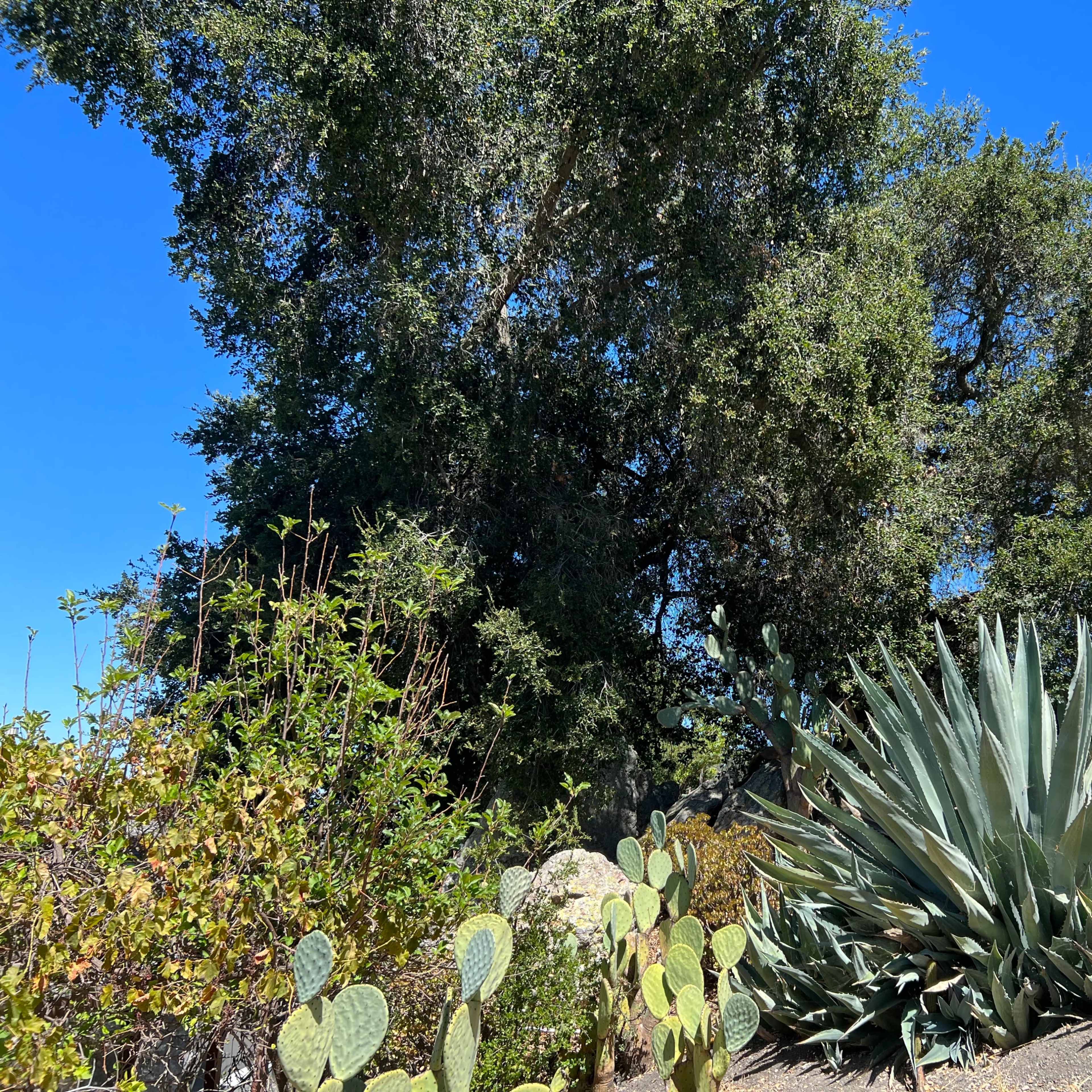 A landscape featuring a large oak tree, various cacti, and agave plants against a clear blue sky.