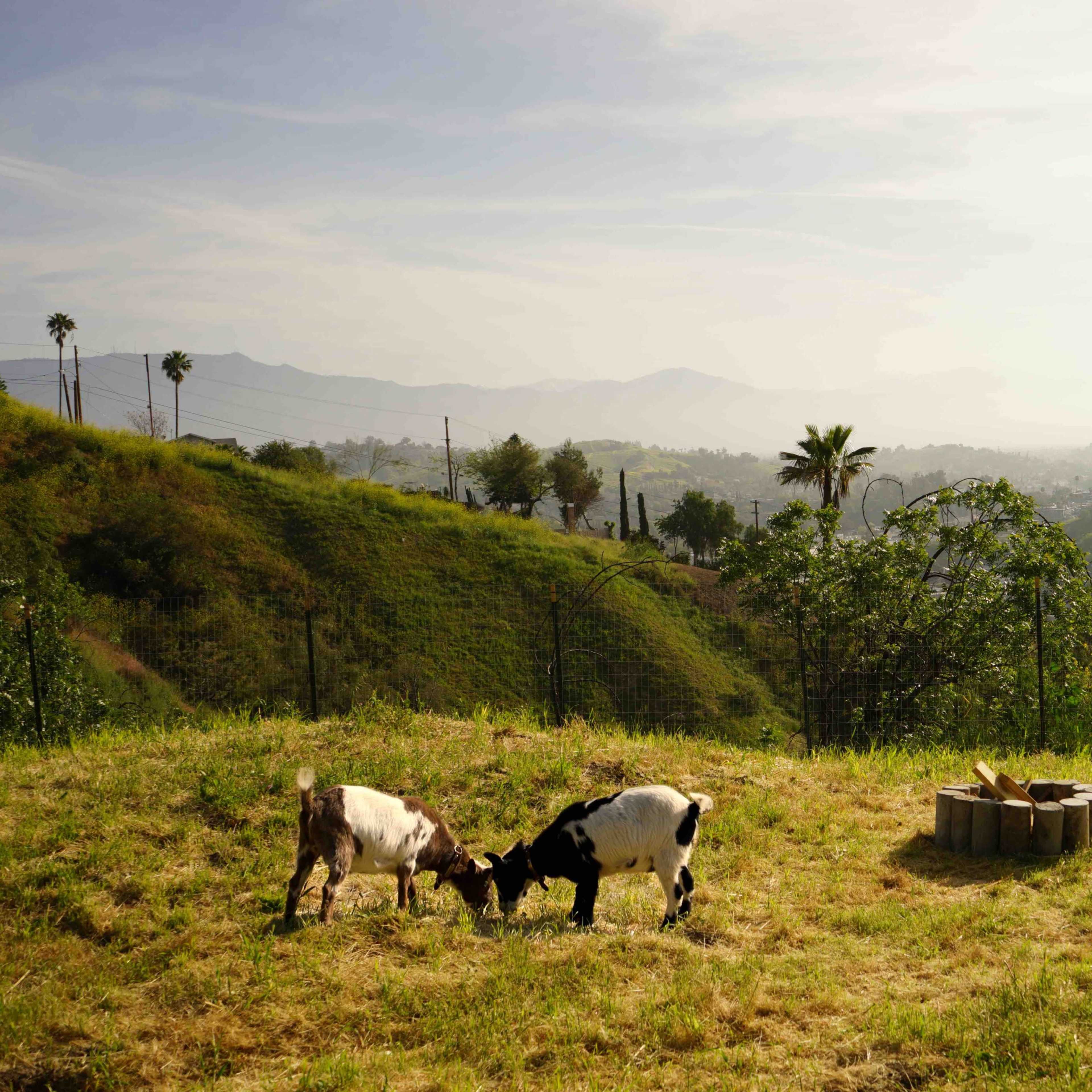 Two goats graze on a grassy hillside overlooking a valley with mountains in the background.