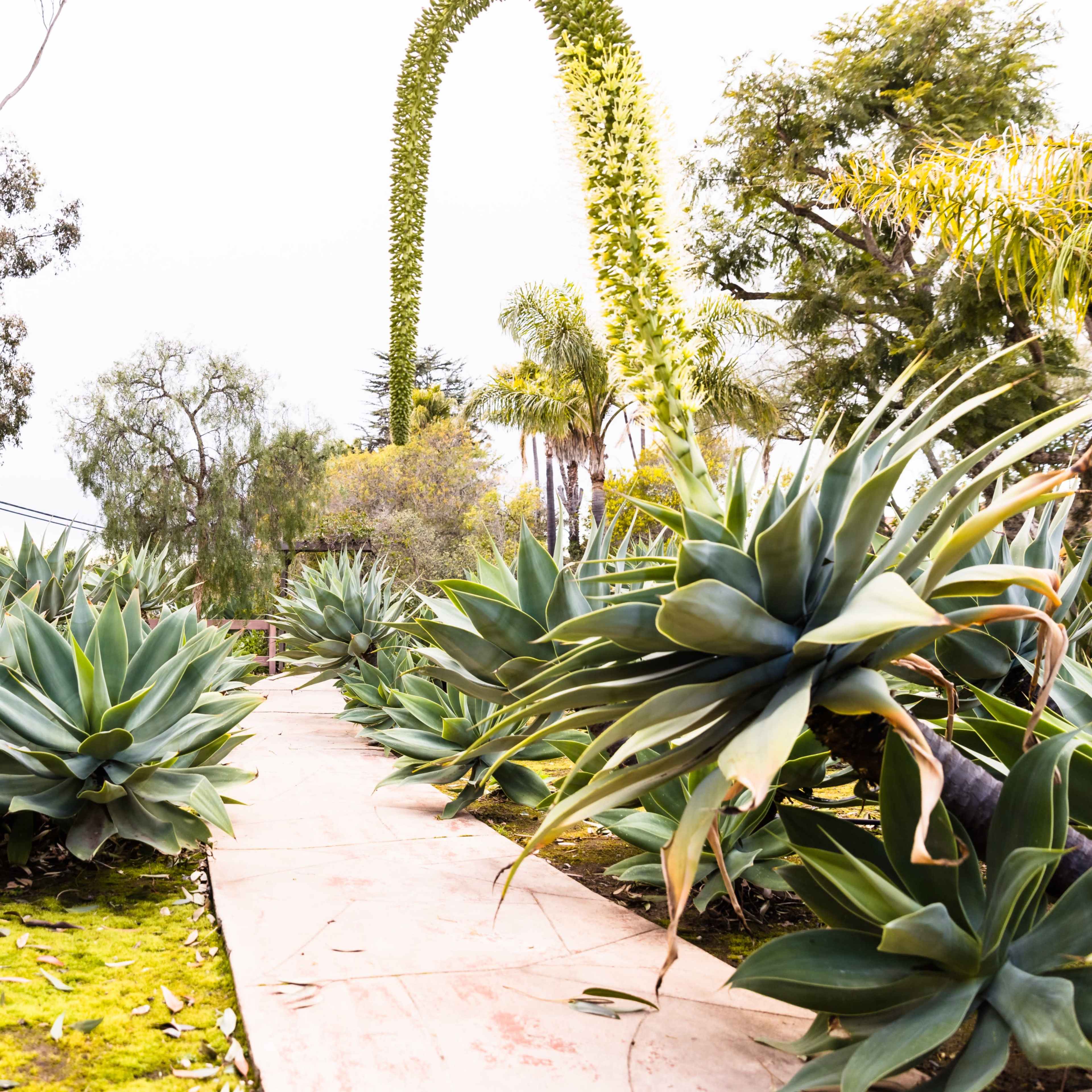 A pathway winding through a garden filled with large agave plants and palm trees.