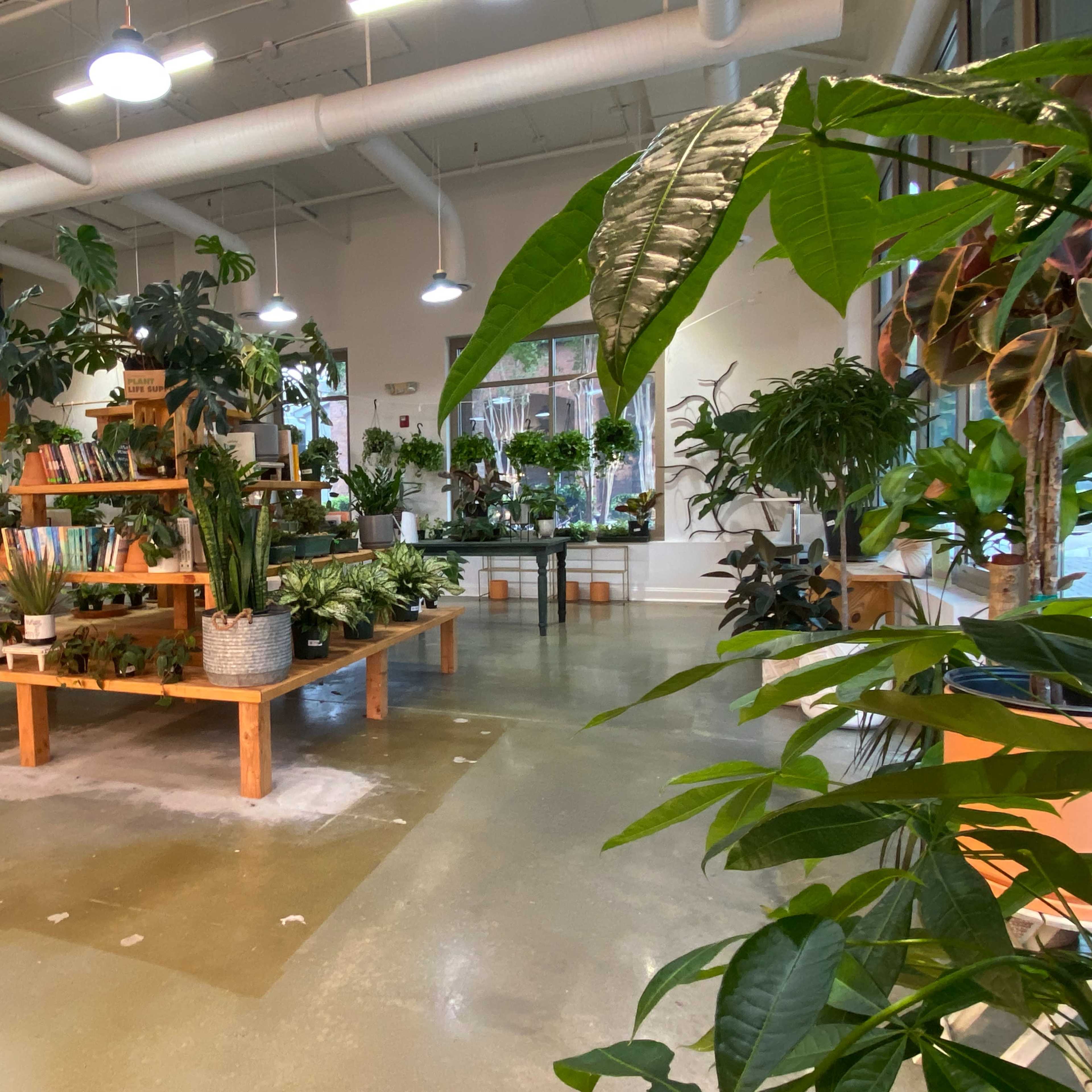 Smyrna/Vinings Charming Houseplant Shop Image in , Smyrna, GA