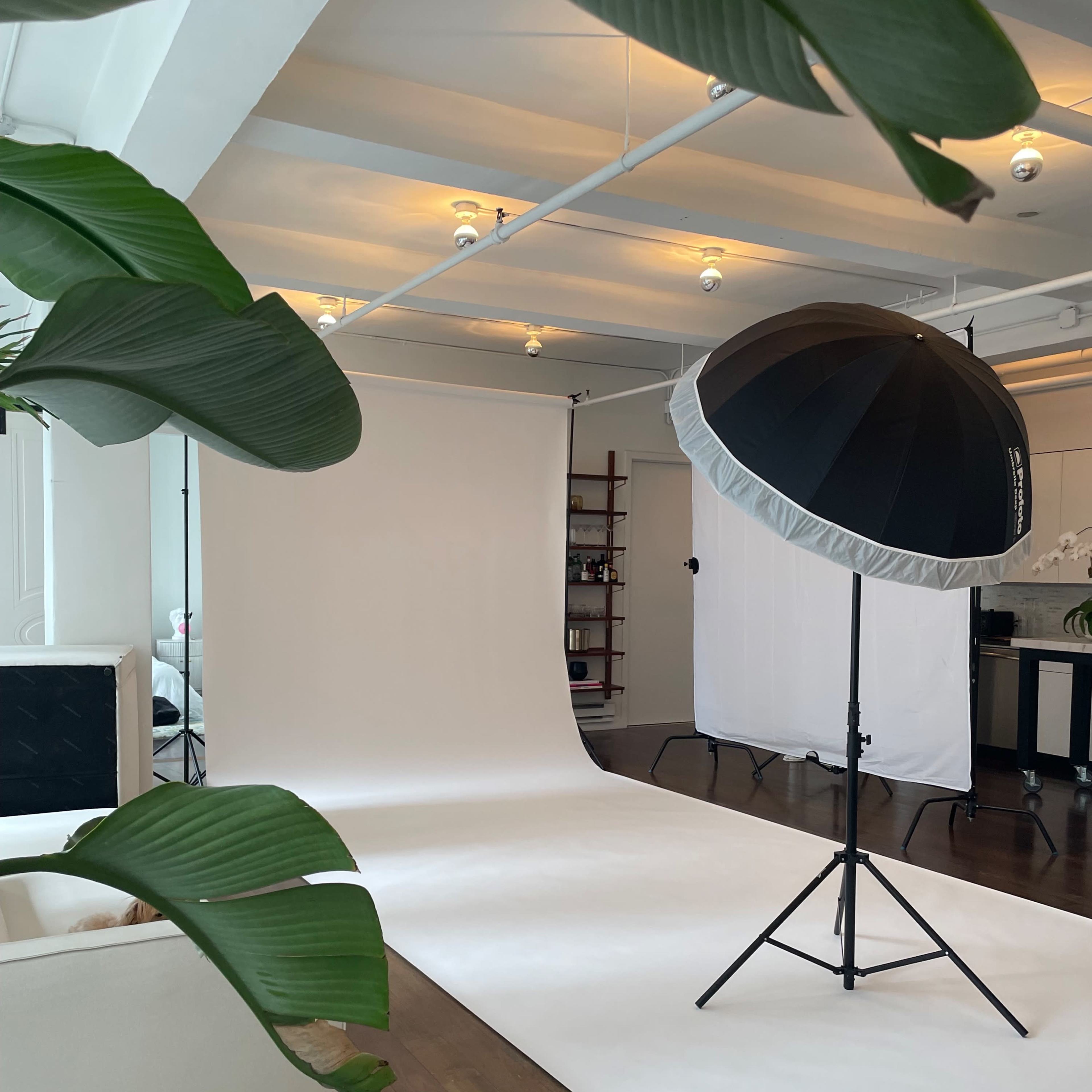 A spacious photography studio features a white backdrop, lighting equipment, and plants in the foreground.