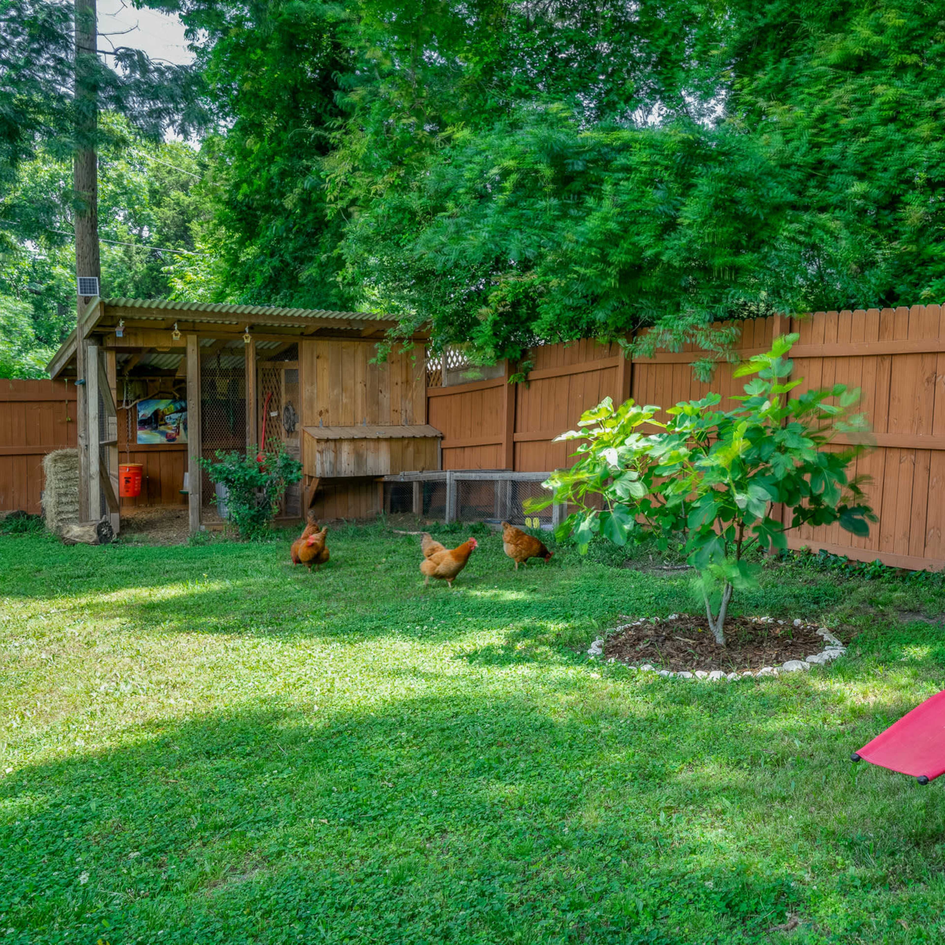 A red lounge chair sits in a grassy yard next to a small tree, with three chickens foraging nearby and a wooden coop in the background.