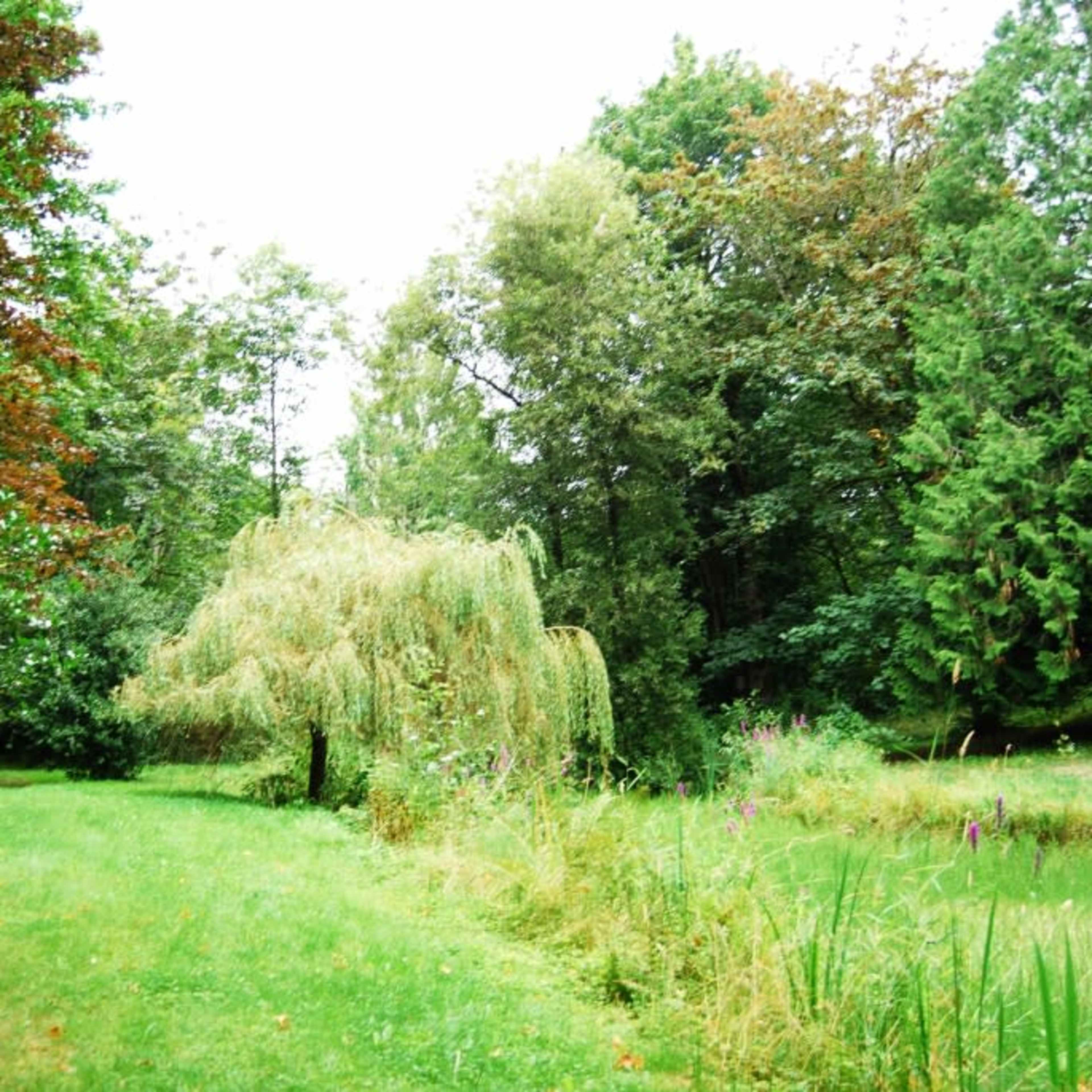A willow tree stands near a grassy area, surrounded by various trees and lush greenery.