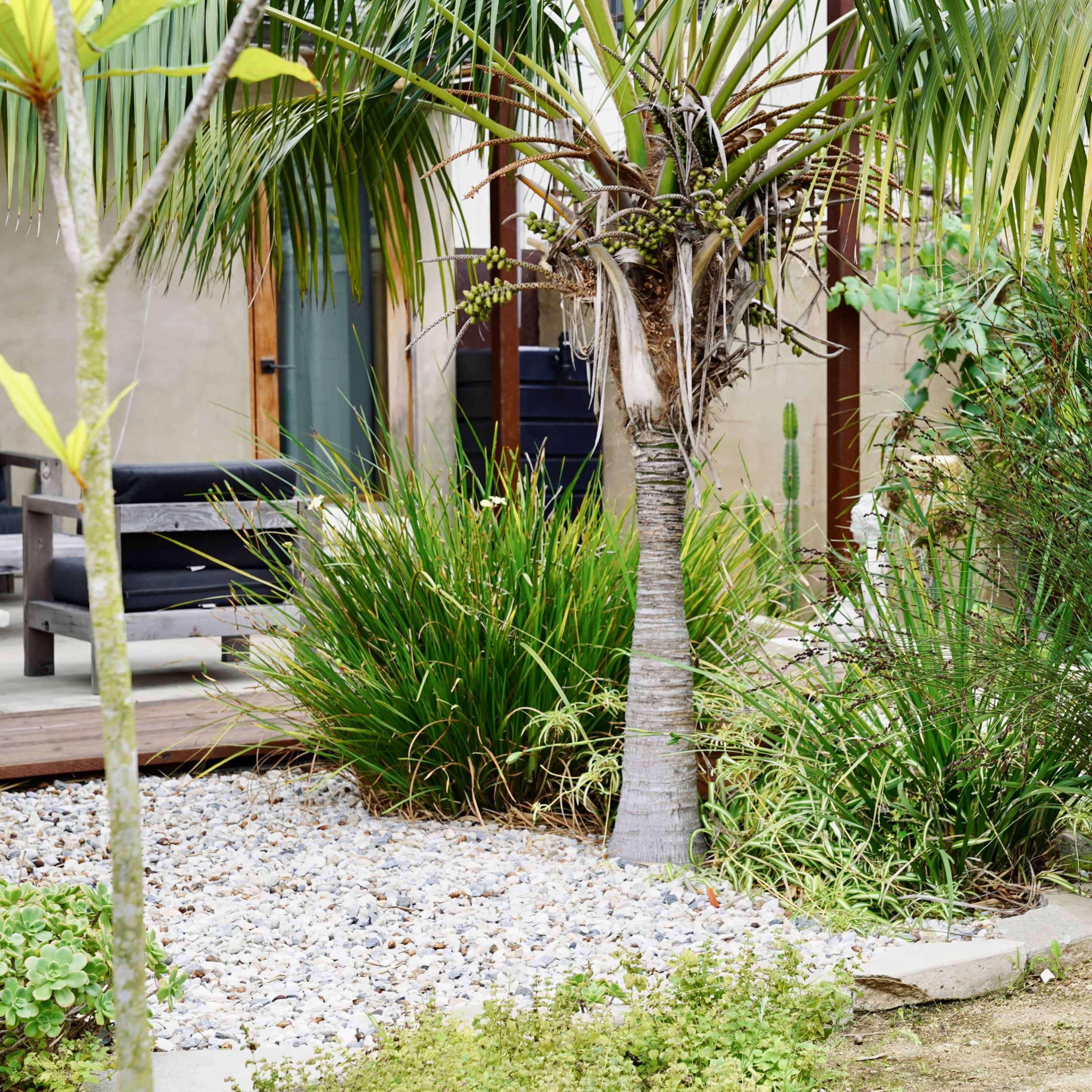 A landscaped garden featuring a green statue of Buddha, palm trees, and a gravel area.