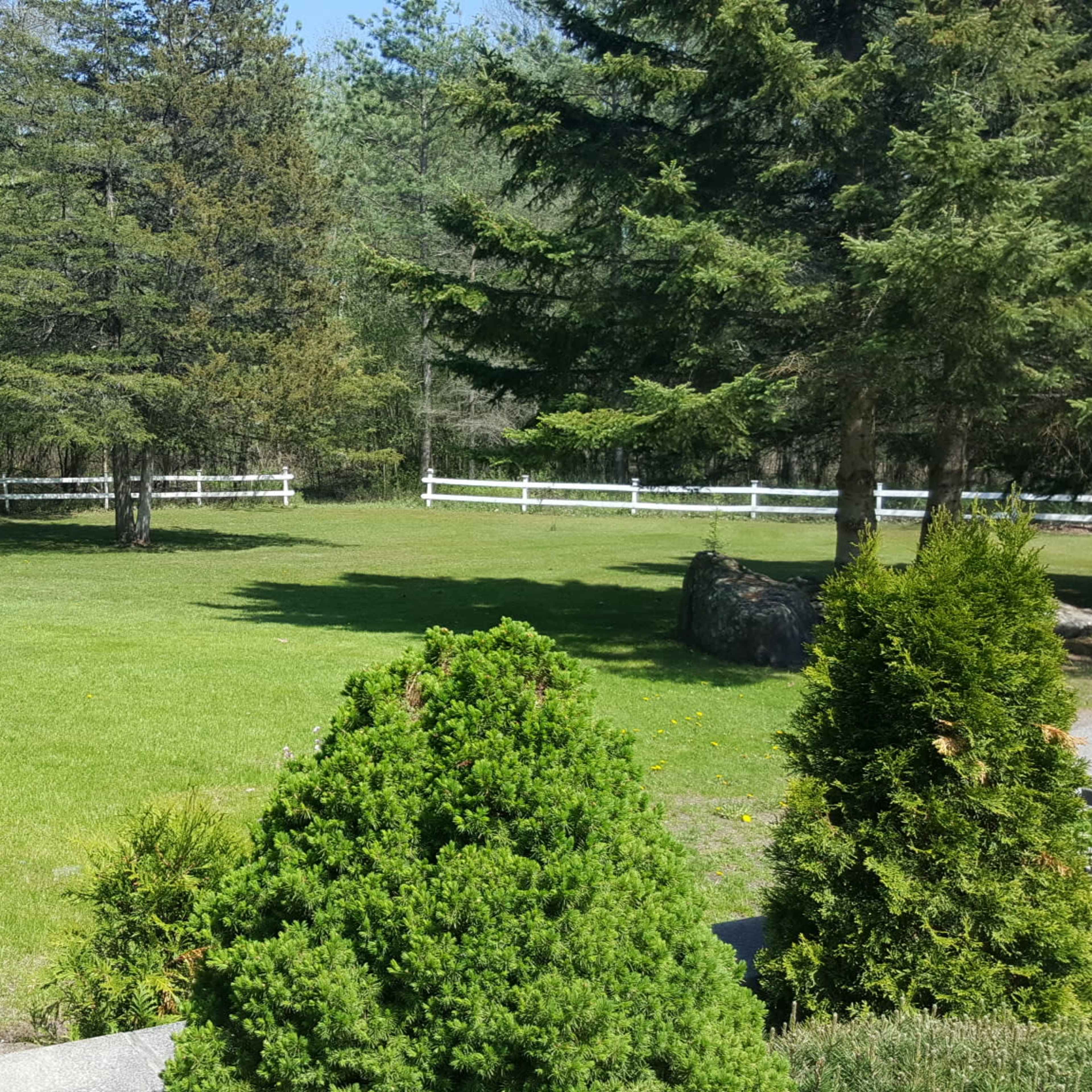 A green, open yard surrounded by trees and a white wooden fence.