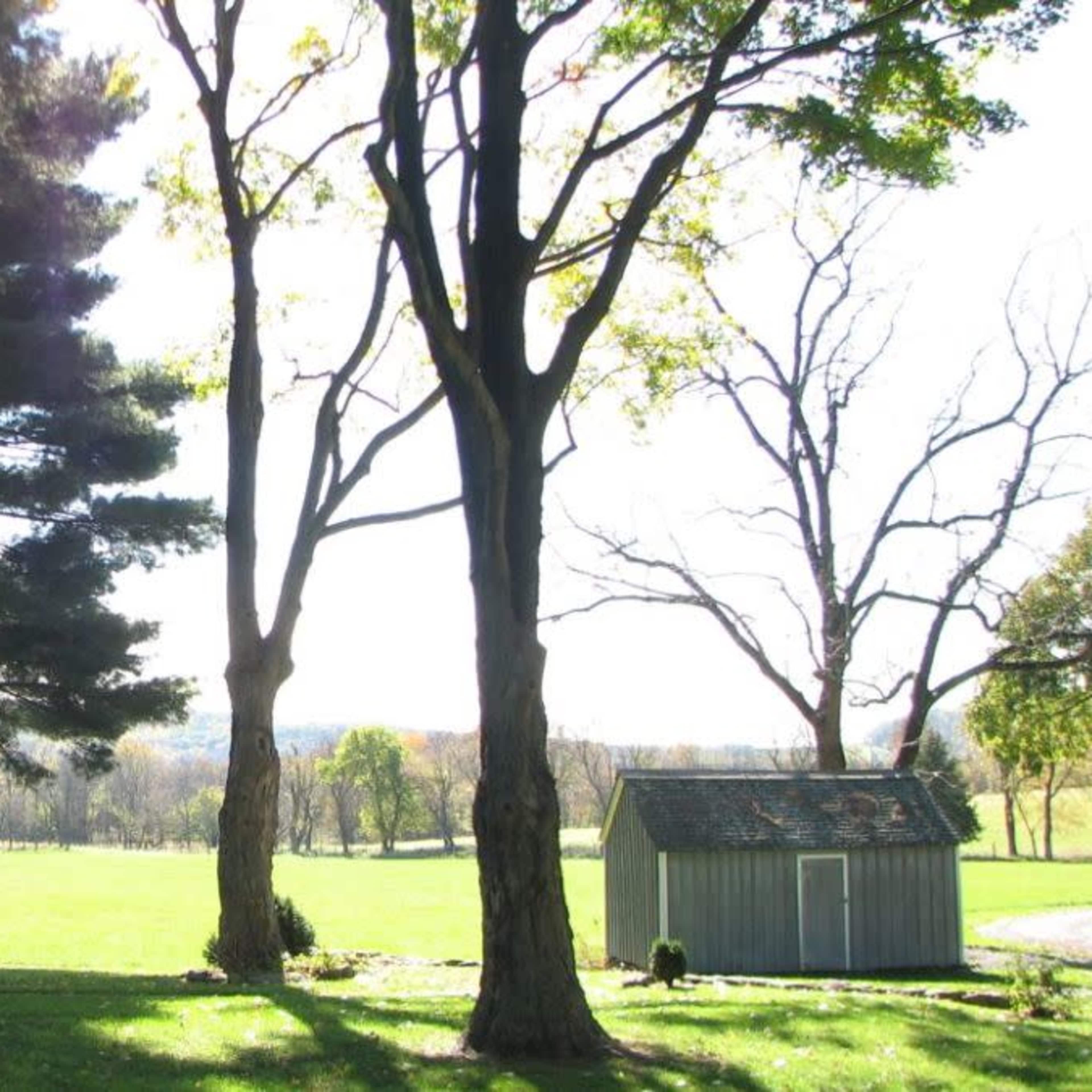 A grassy field bordered by tall trees and a small shed under clear skies.