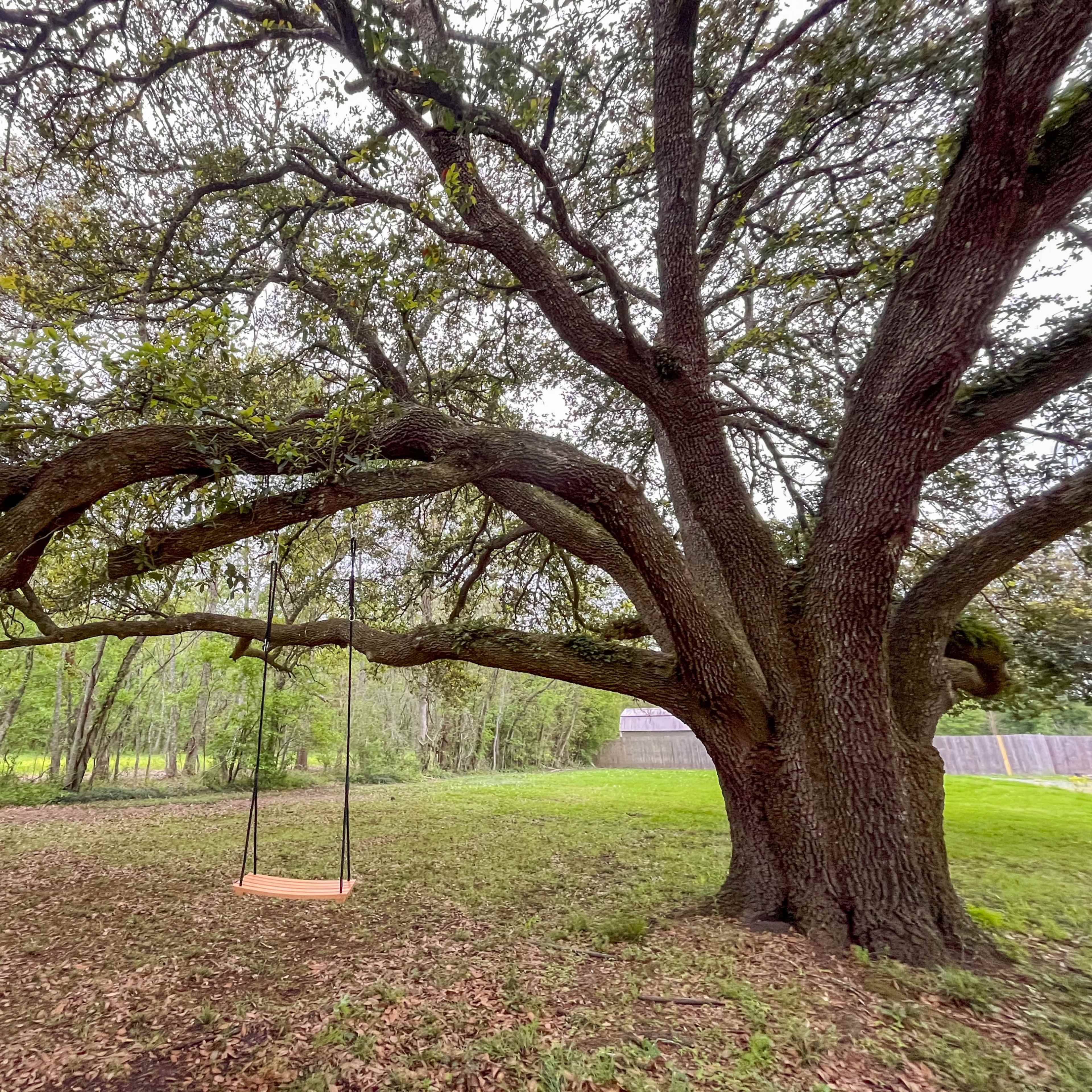 A wooden swing hangs from the low branches of a large tree in a green yard surrounded by tall grass and trees.