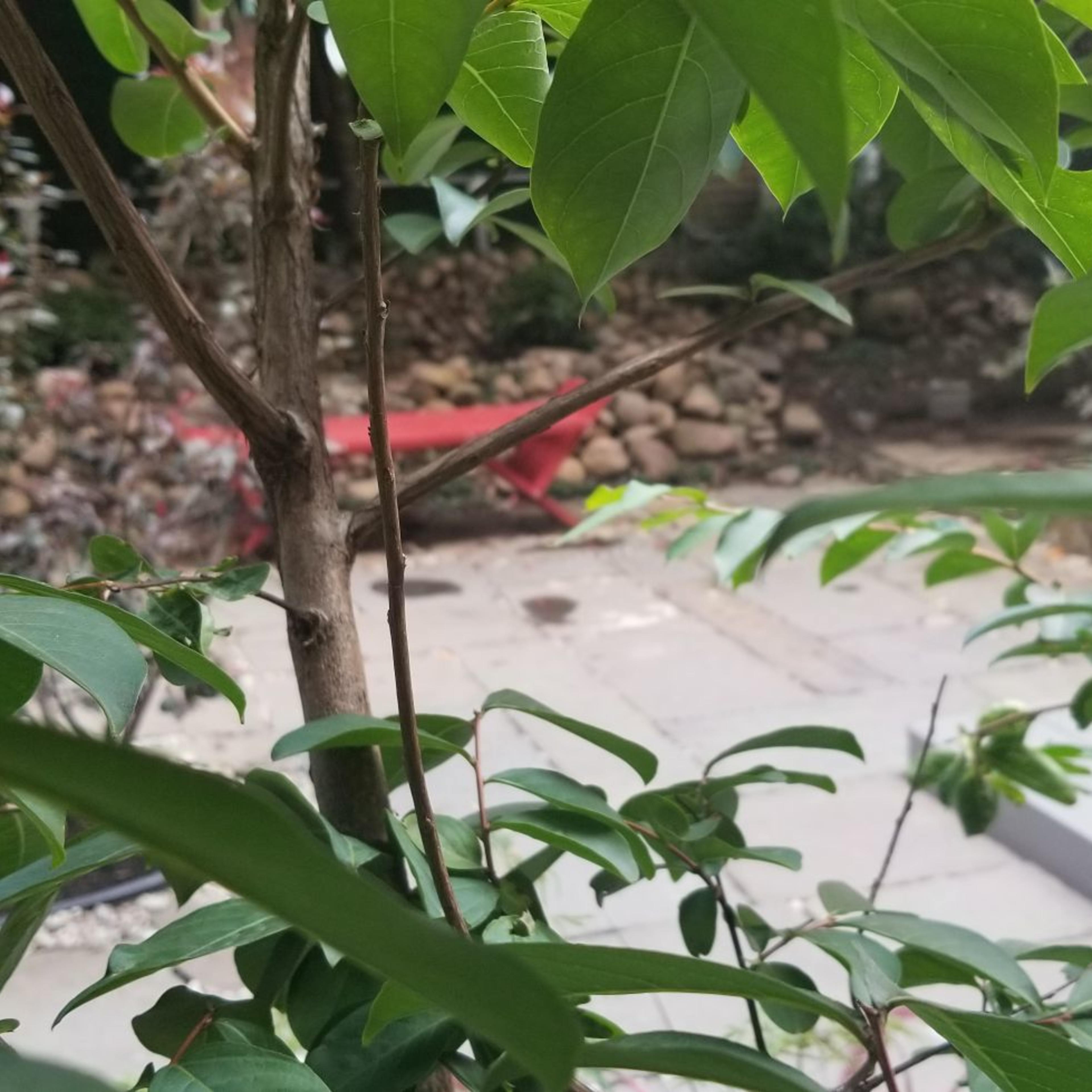 A view through green leaves reveals a stone patio with a red object in a garden setting.