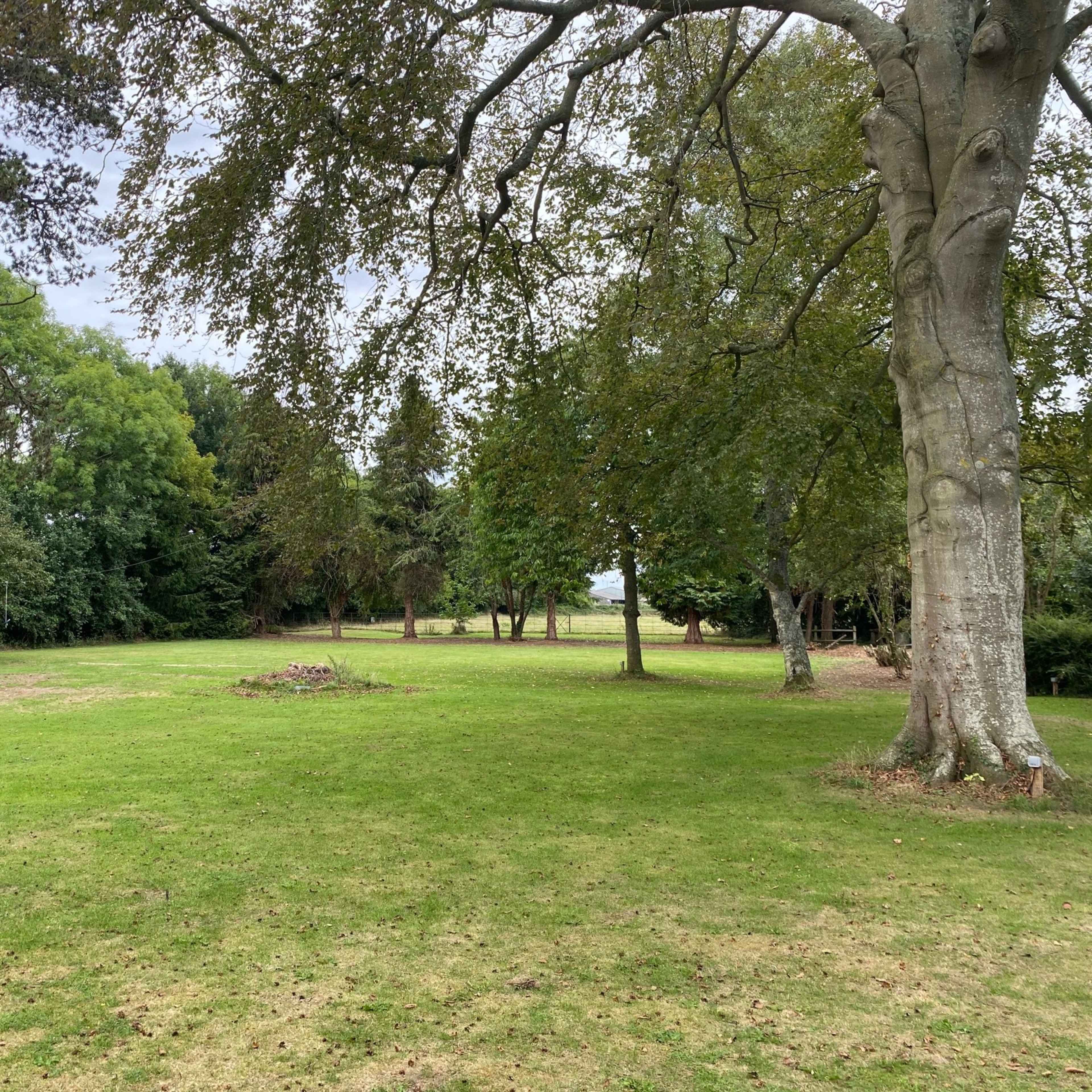 An open grassy area surrounded by trees, with a few scattered patches of dirt and underbrush.