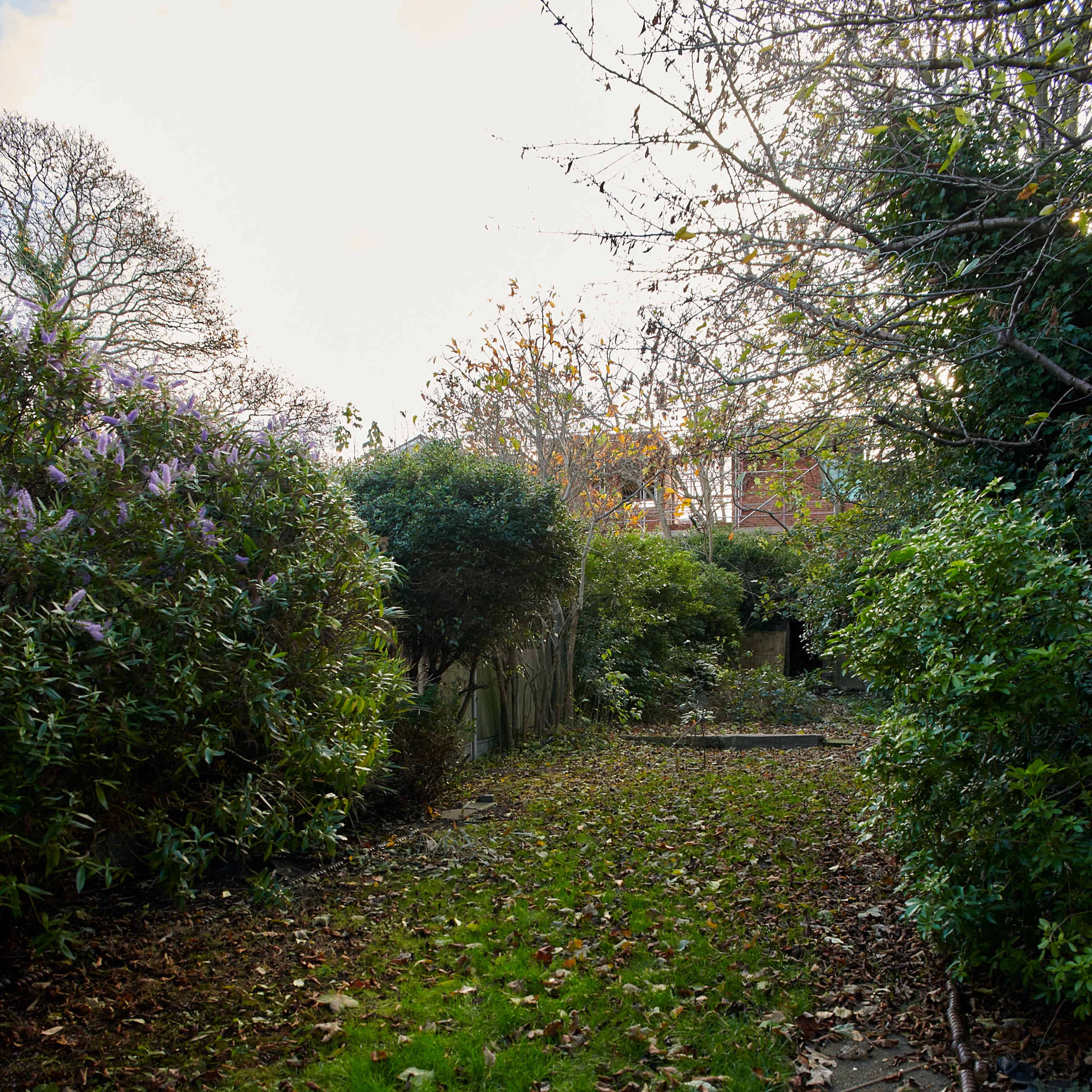 A garden pathway surrounded by shrubs and scattered leaves on the ground.