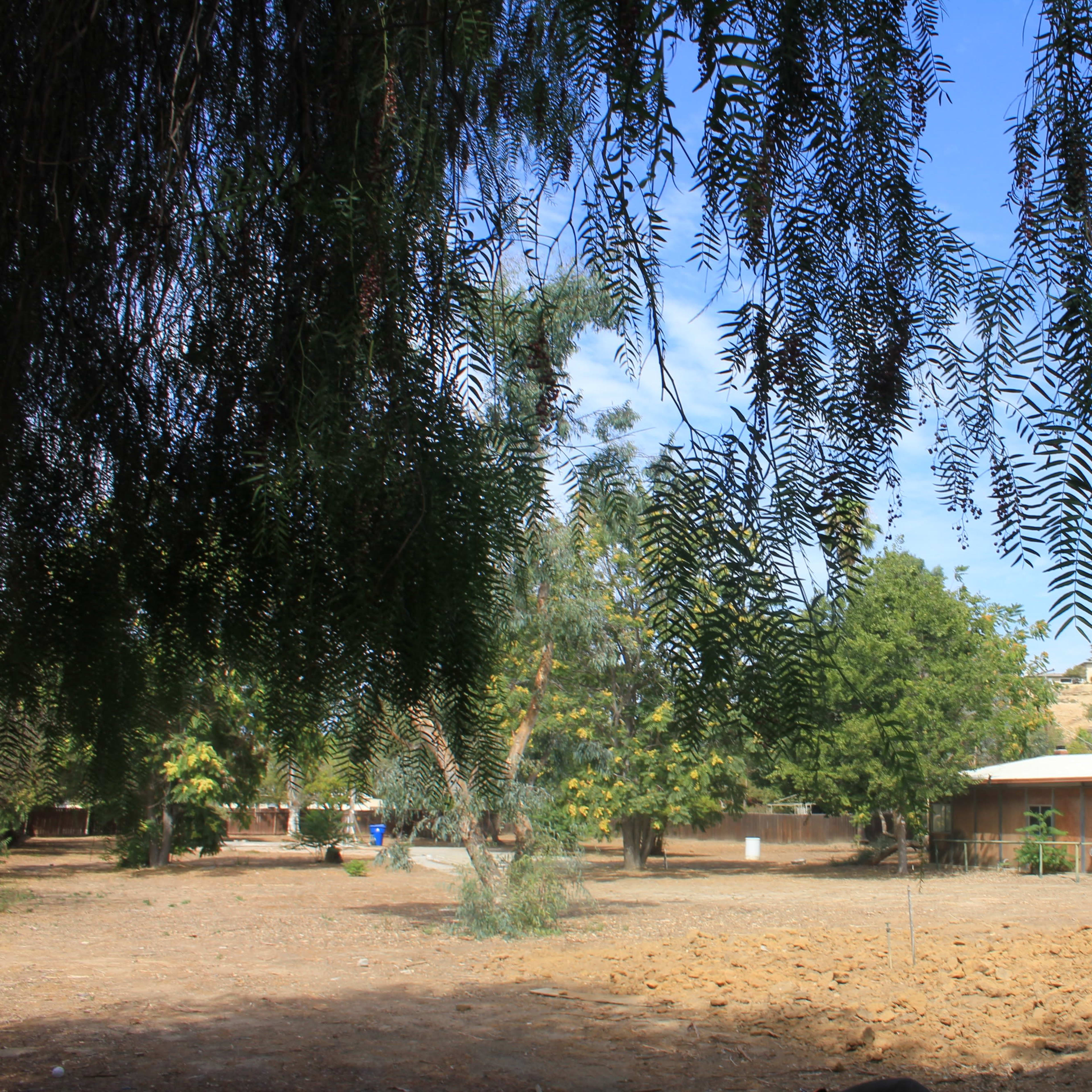 A cluster of trees frames a clearing with a single-story wooden building in the background.