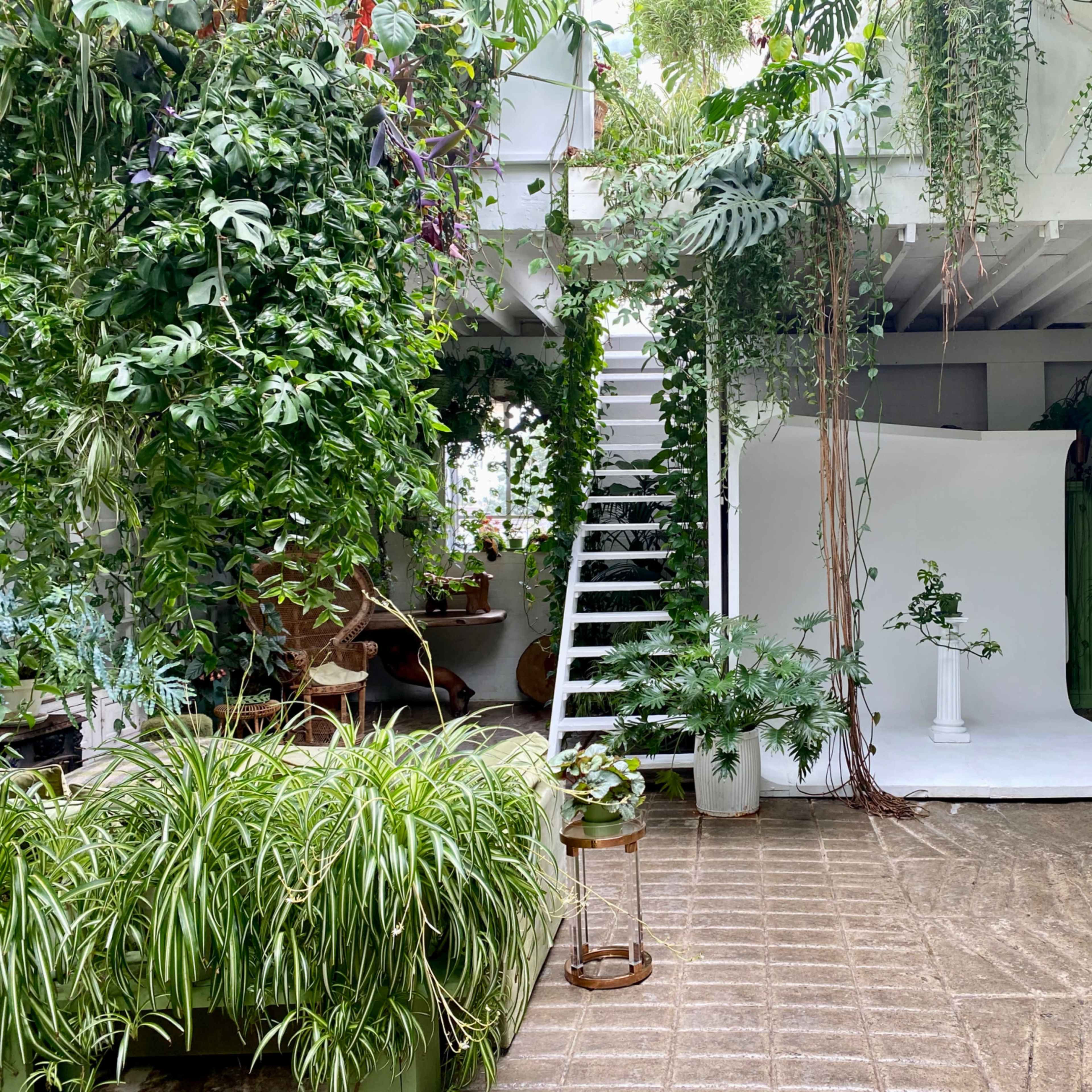 A bright, indoor space filled with various plants, featuring a white staircase leading to an upper level and a minimalist white backdrop for photography.