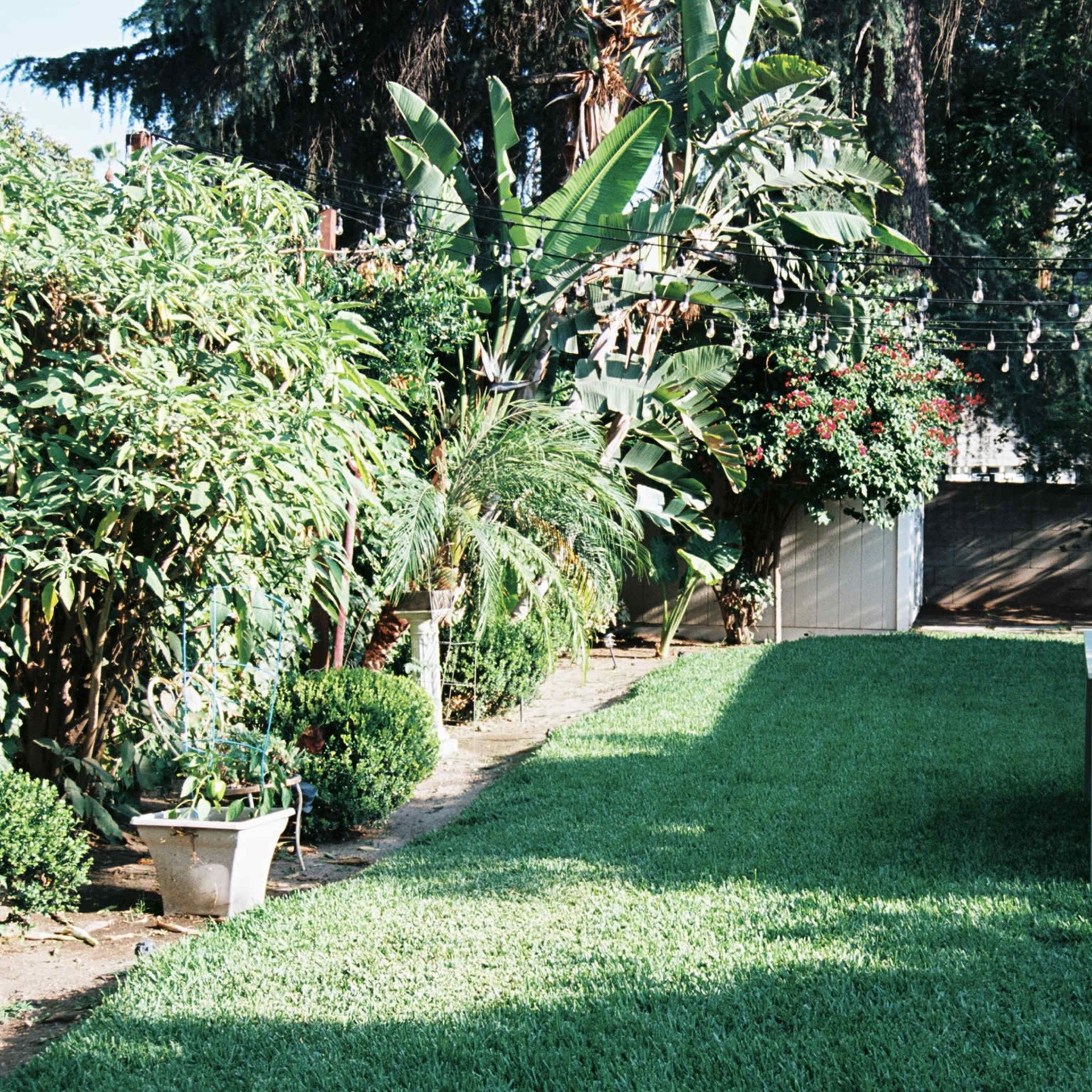 A green lawn features a simple white table surrounded by various plants and trees in a backyard.