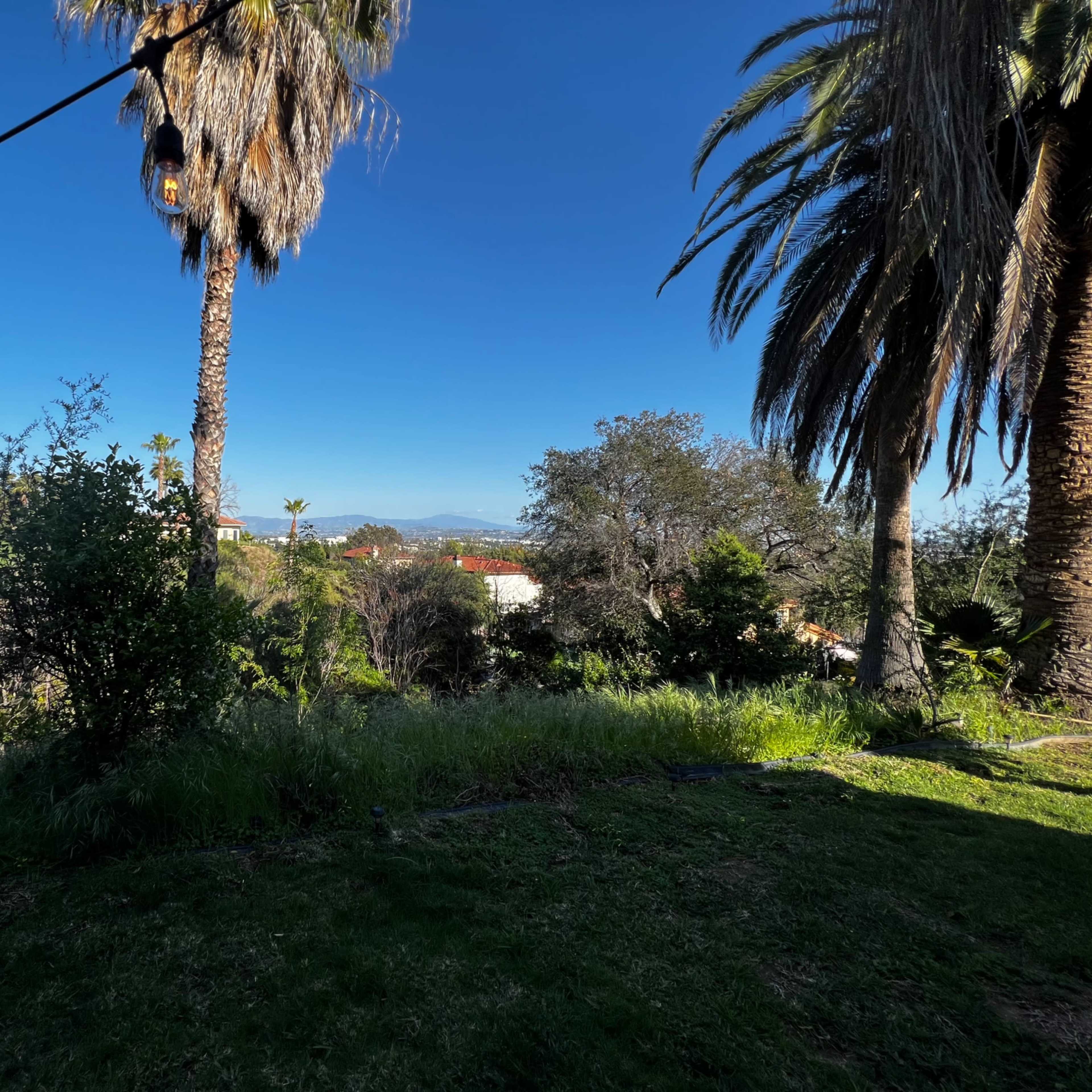A view of a garden featuring palm trees and lush greenery against a clear blue sky.