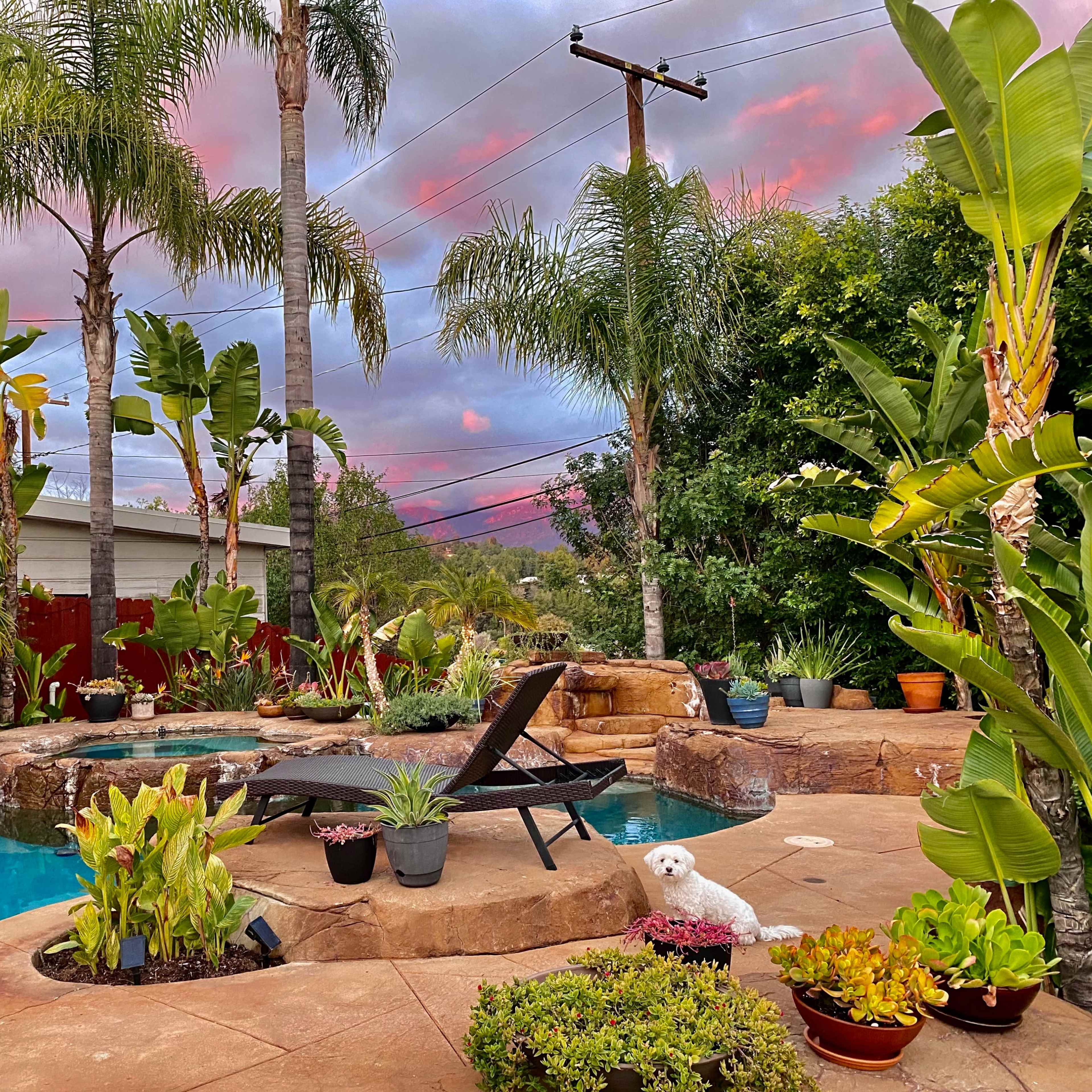 🌴 Lush Backyard Oasis with Waterfall & Views Image in South Arroyo, Pasadena, CA