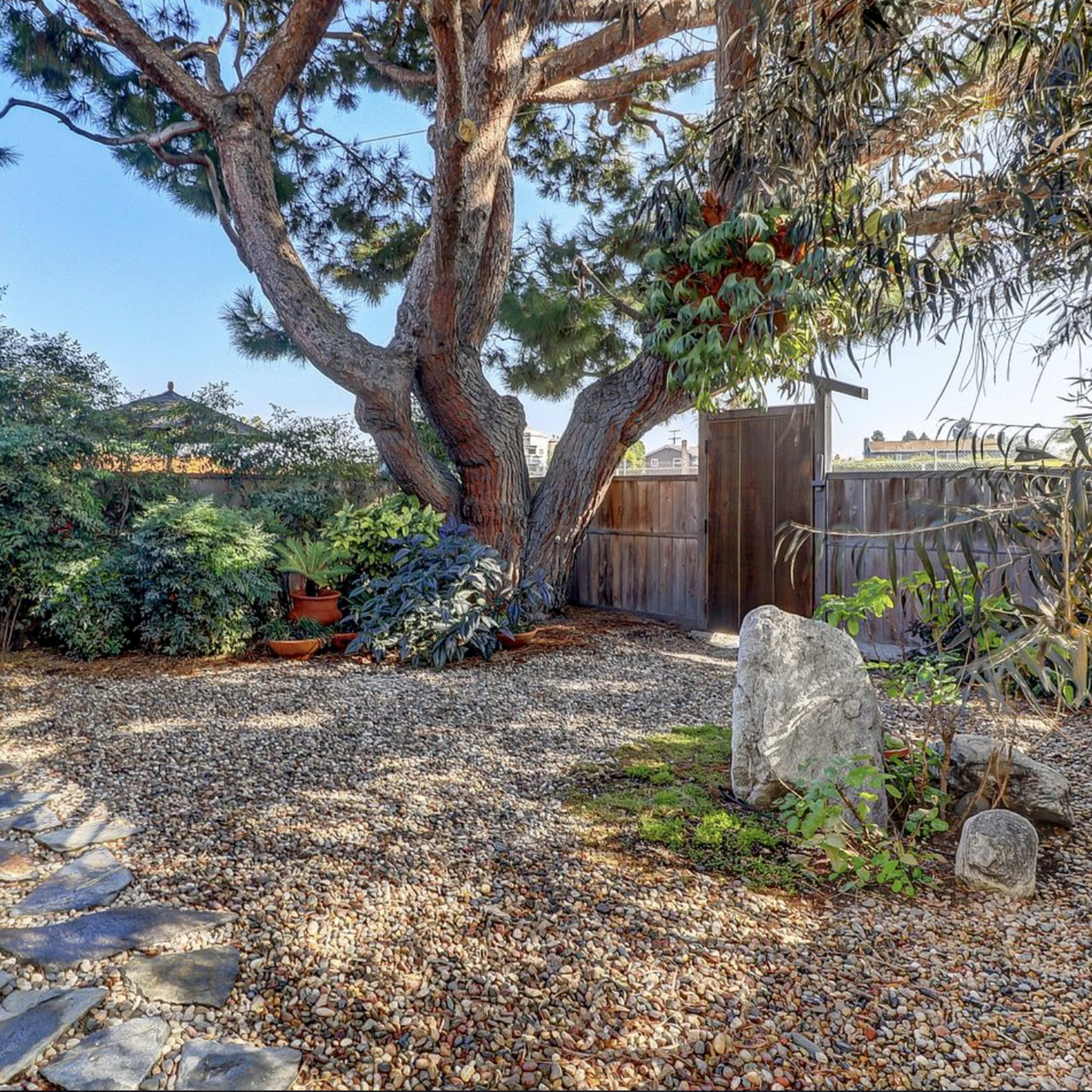 A landscaped backyard featuring a large tree, gravel ground, and a stone pathway bordered by plants and a wooden fence.