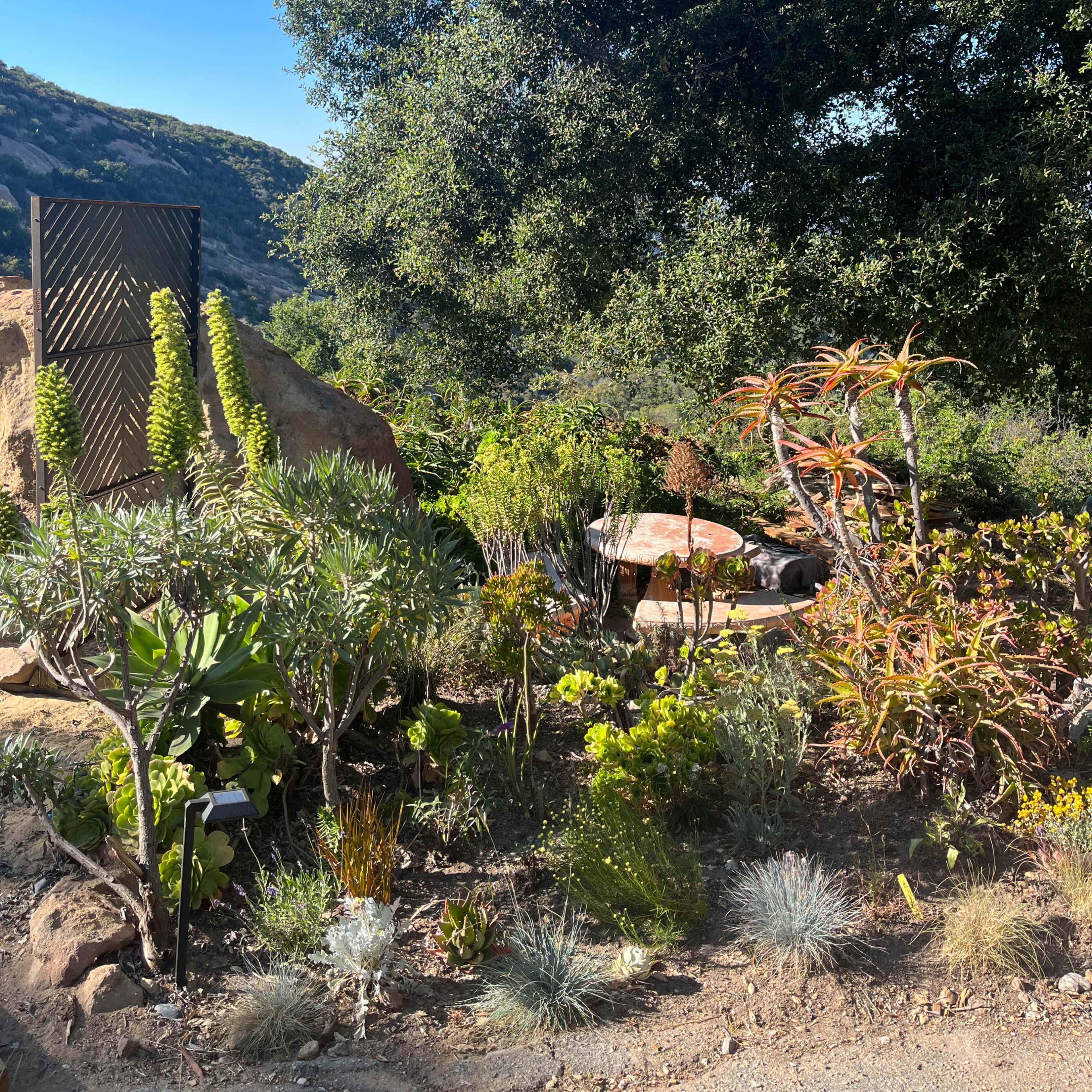 A variety of plants and succulents are arranged around a natural rock formation under a large tree on a hillside.