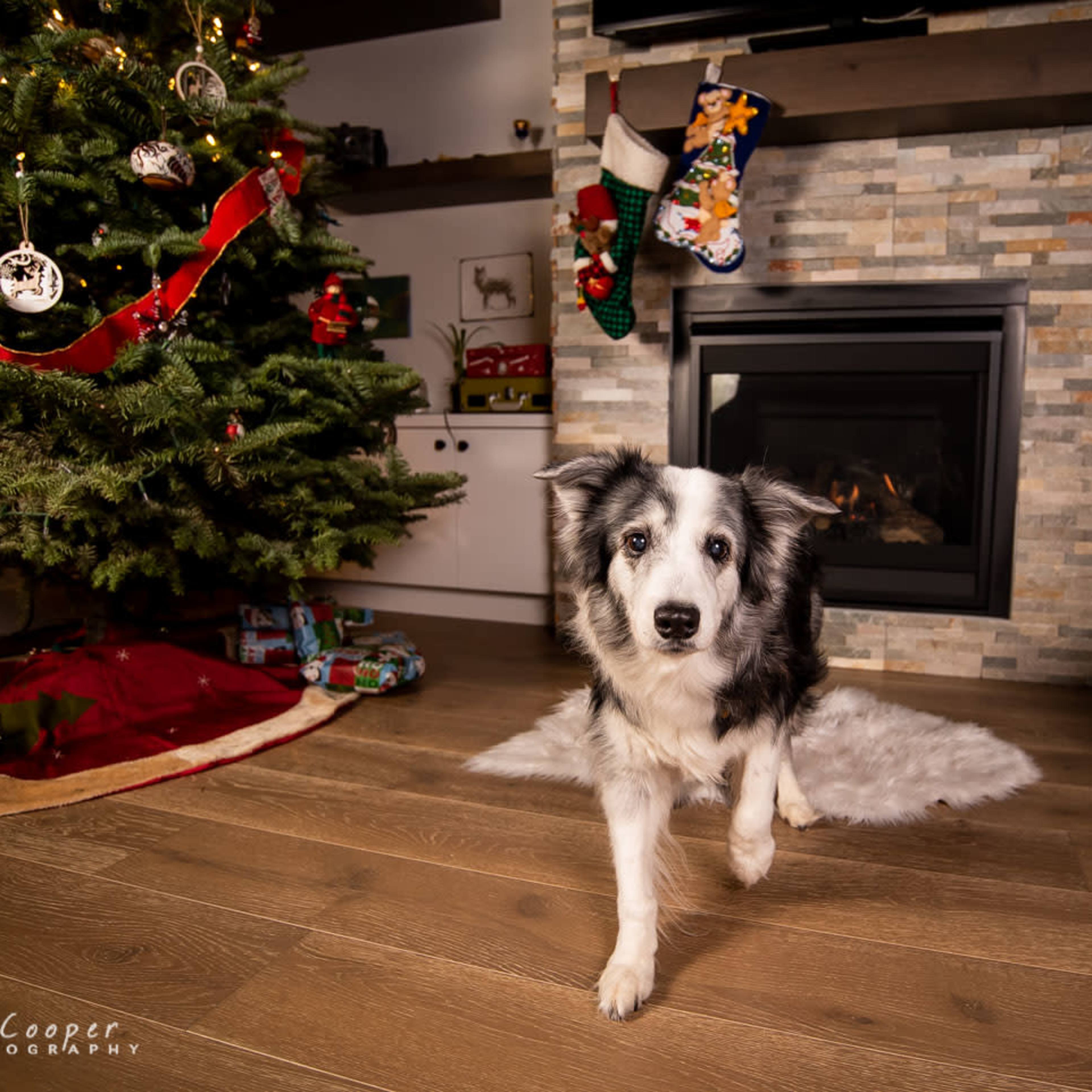 A dog walks on a fur mat in front of a decorated Christmas tree and a fireplace.