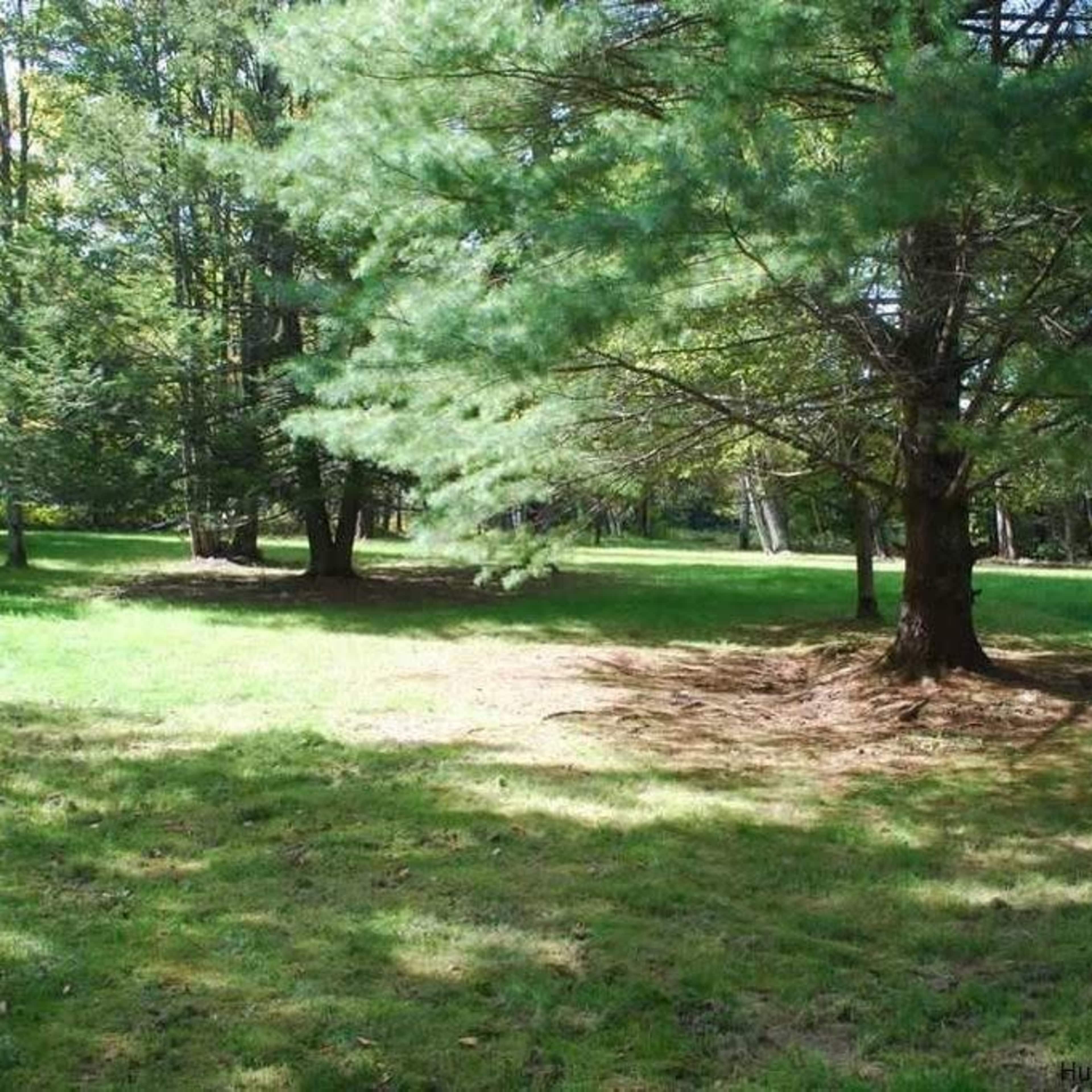A grassy area with scattered trees in a wooded landscape.