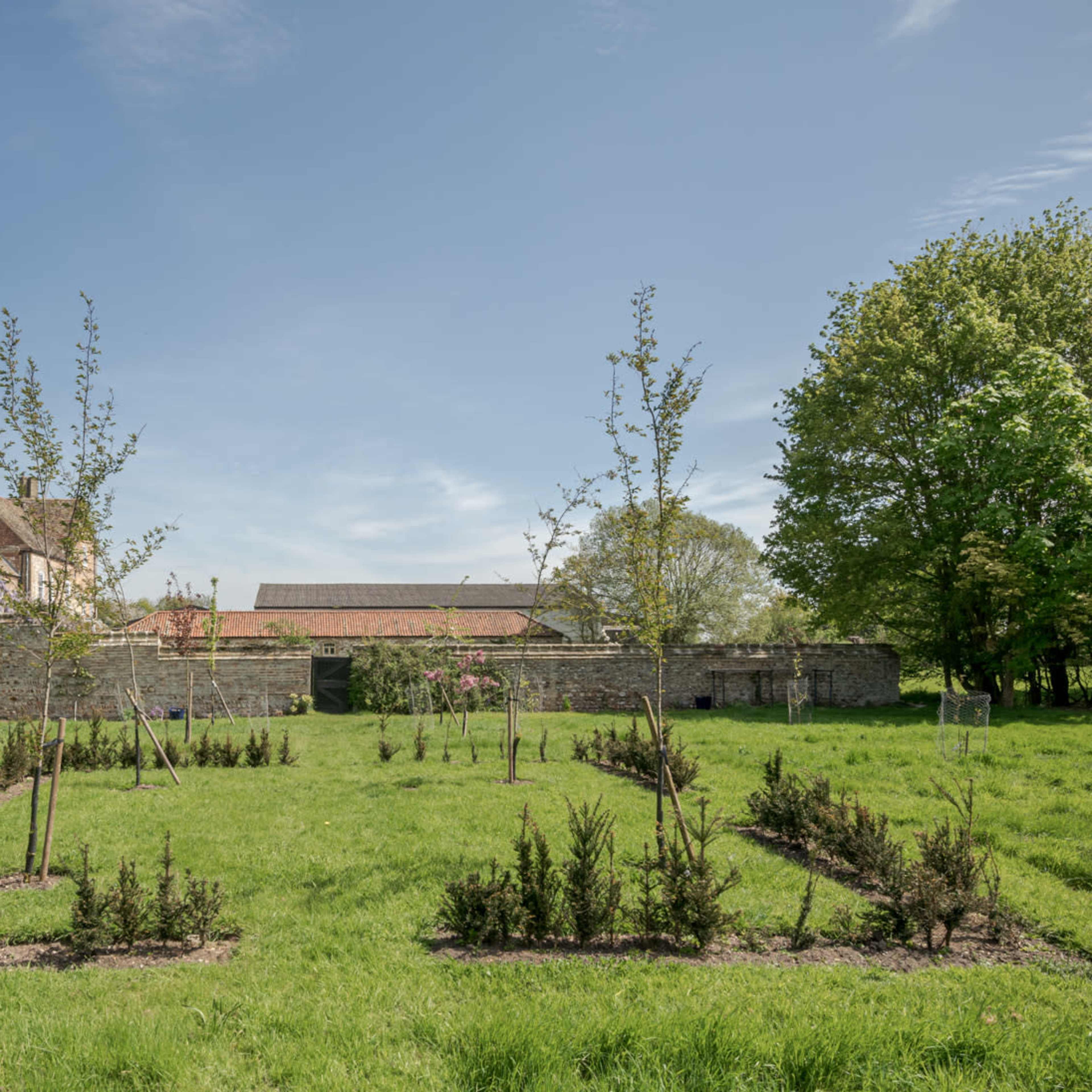 A grassy area with young trees planted in organized rows, surrounded by a stone wall and two large trees in the background.