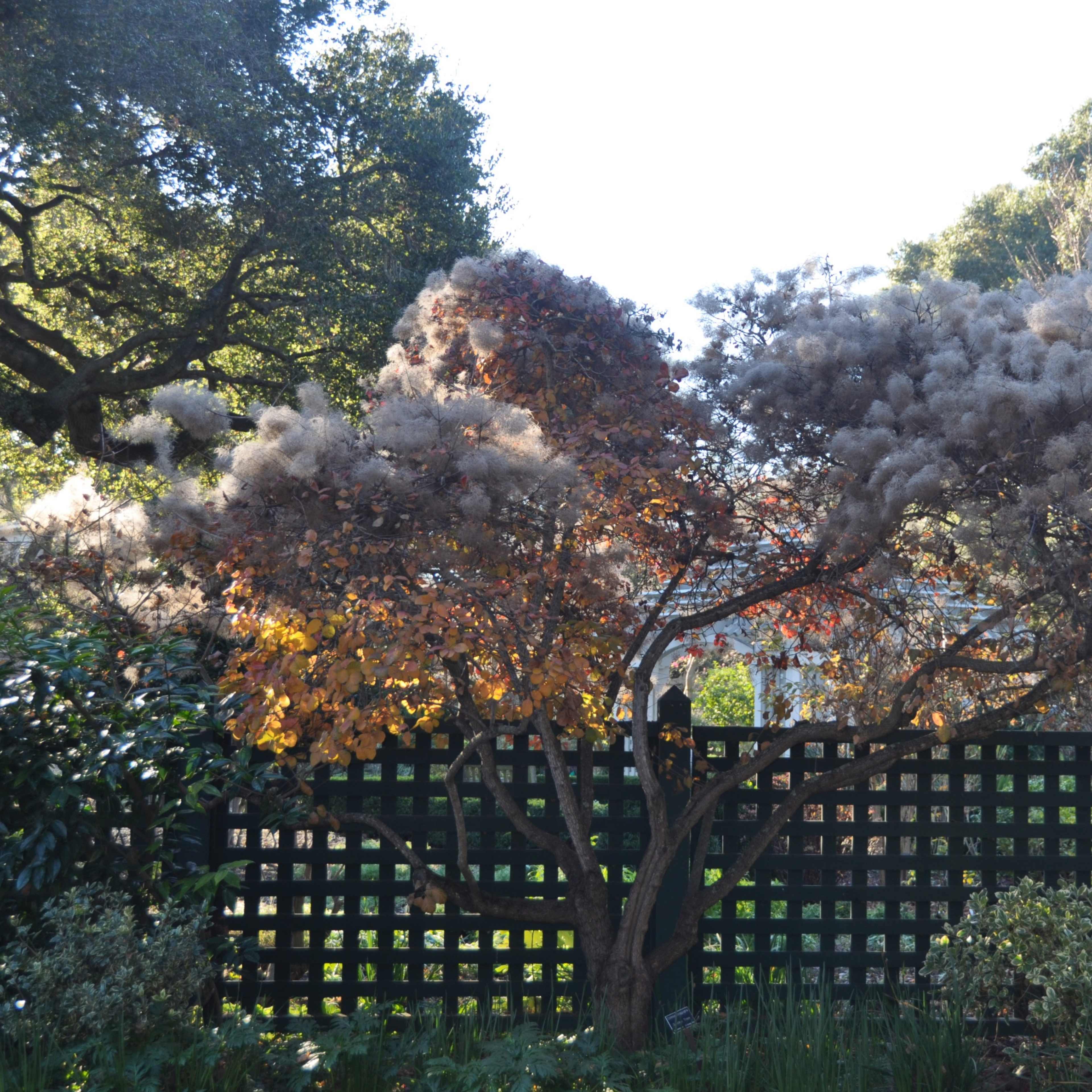 A tree with colorful foliage stands behind a wooden lattice fence in a garden.