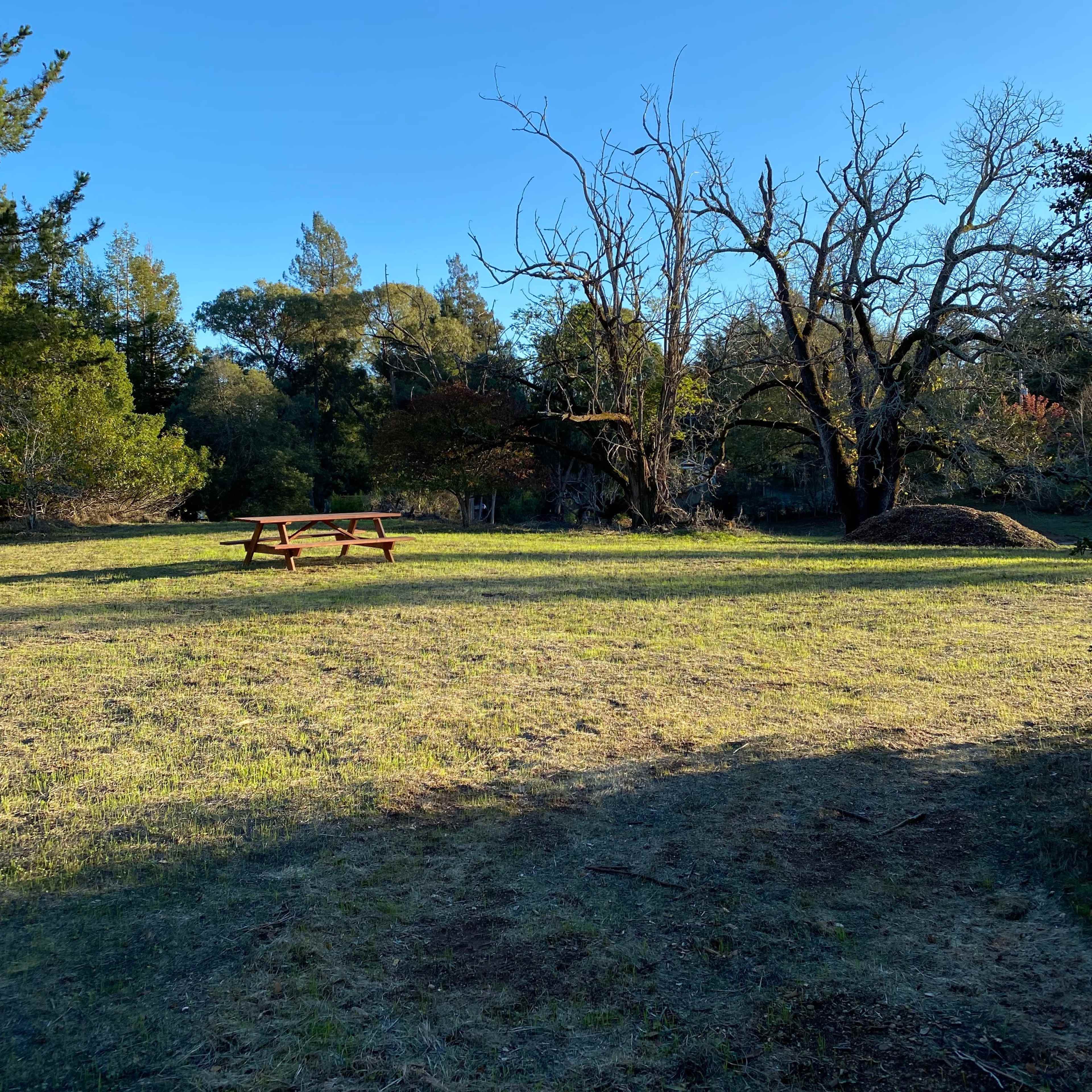 A grassy open area with a picnic table and a bare tree under a clear blue sky.